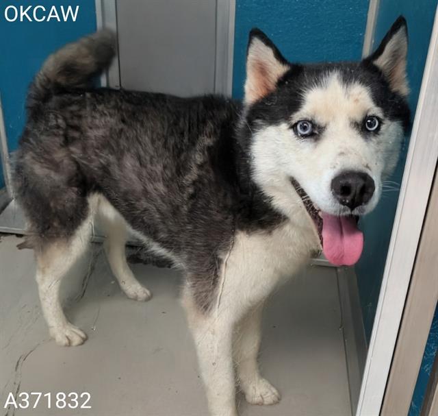 KODA 371832 BlueEyes!, an adoptable Siberian Husky in Oklahoma City, OK, 73129 | Photo Image 1
