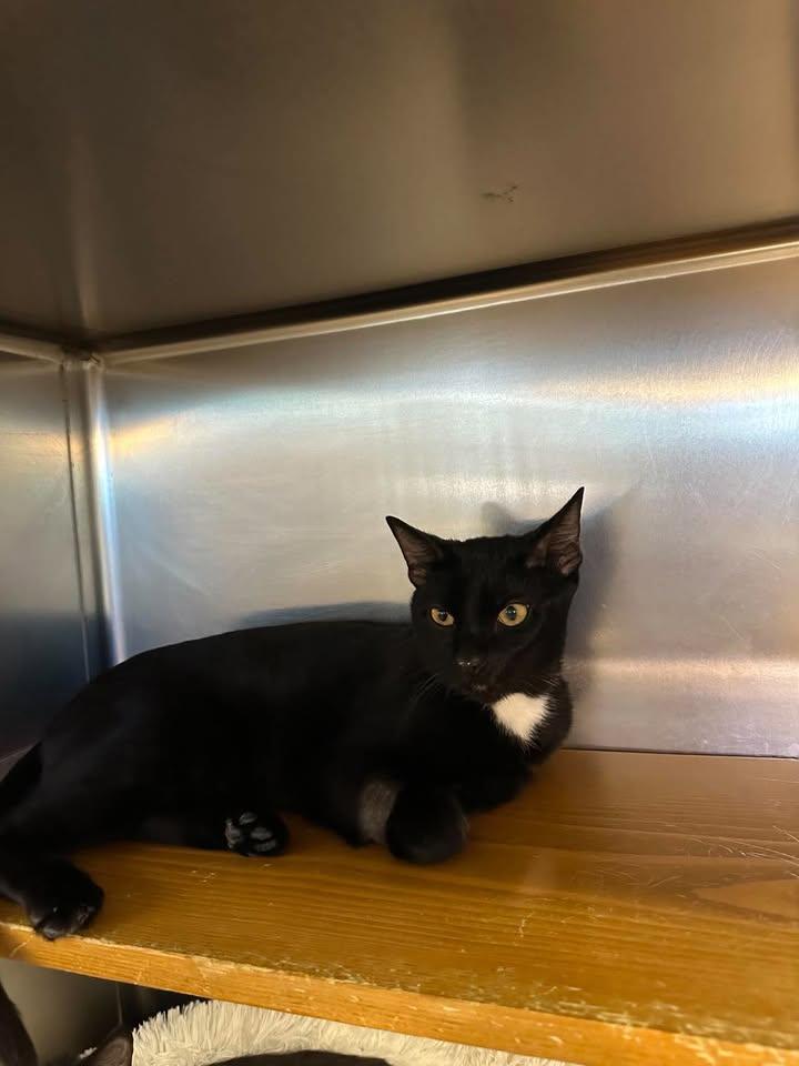 Enlarge Gregory, a Adoptable Domestic Short Hair in Wilmington, NC image 2/2