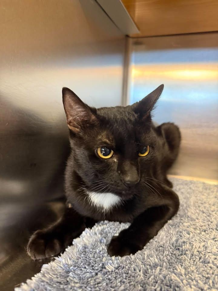 Gregory, Adoptable, Adult Male Domestic Short Hair.