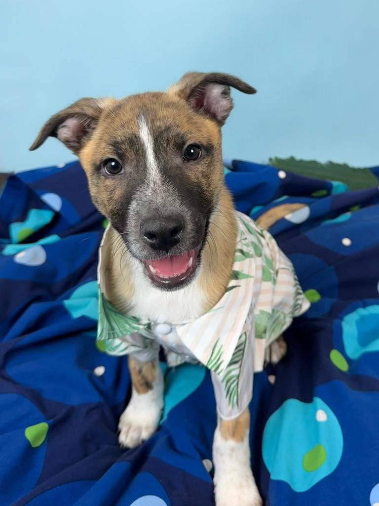 Jellyfish, Adoptable, Puppy Male Pit Bull Terrier & Cattle Dog.