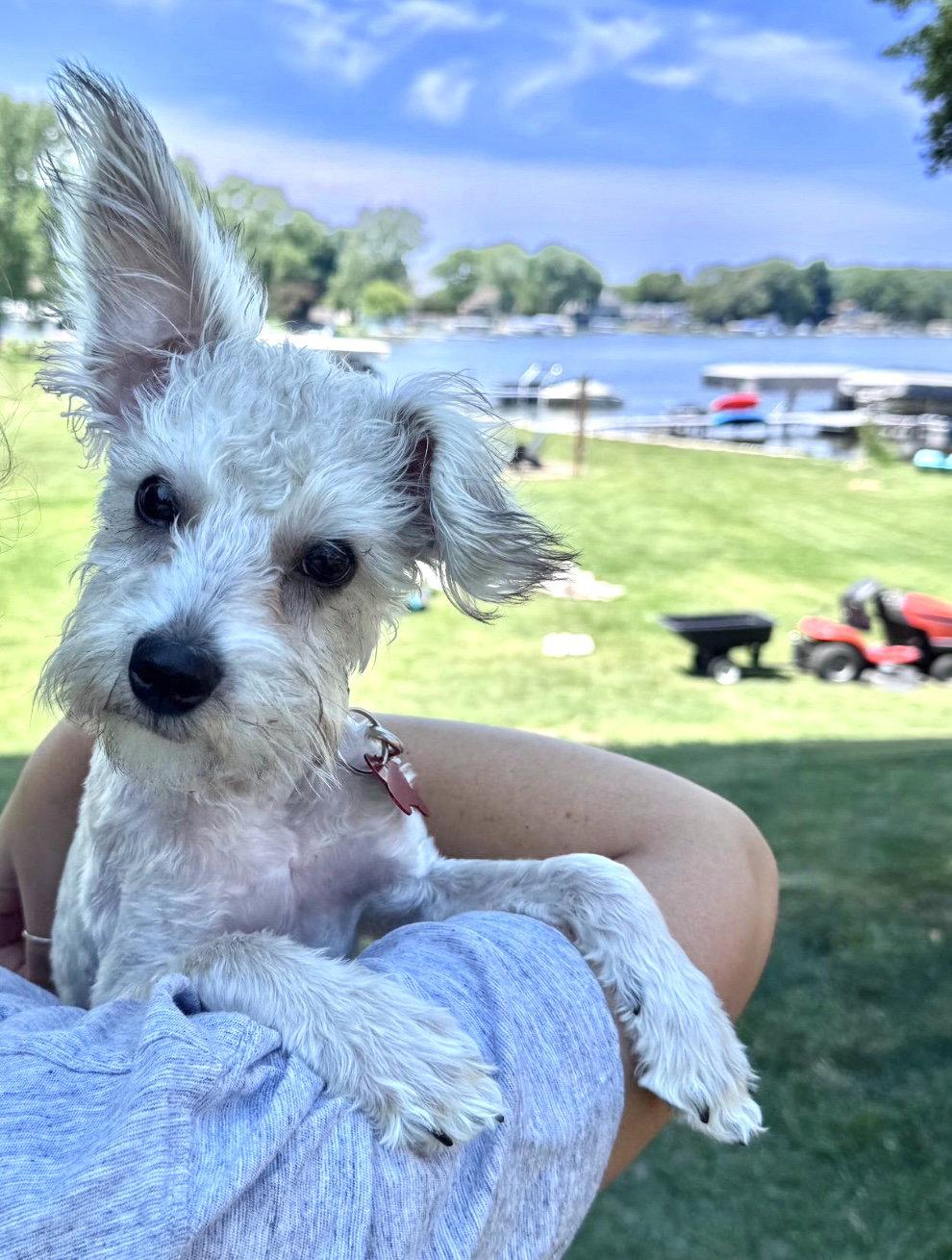 Usher, a Adoptable Terrier in Grafton, WI image 1/3