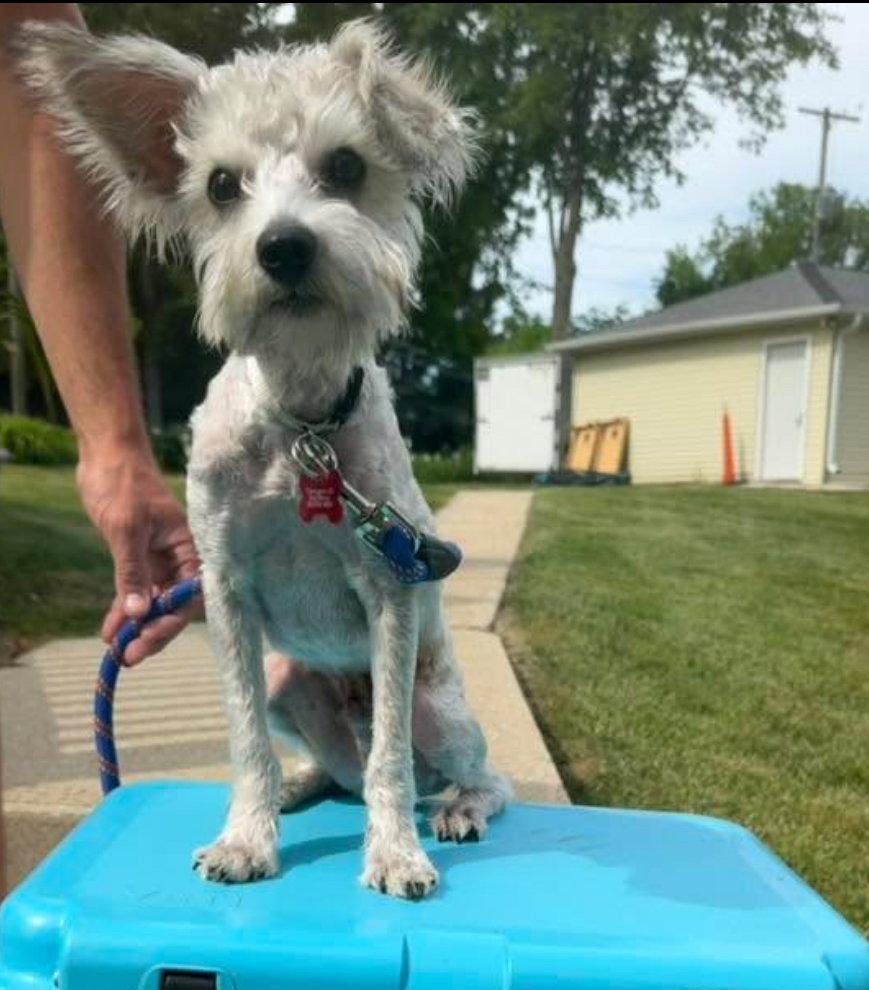 Usher, a Adoptable Terrier in Grafton, WI image 2/3