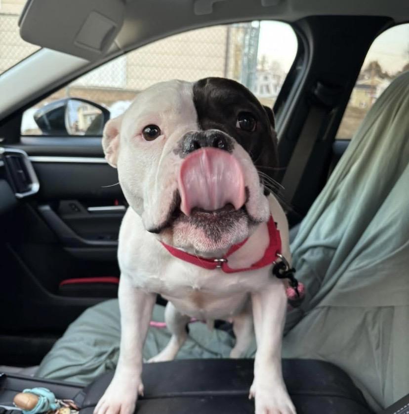 Sweet Tee thumbnail 3