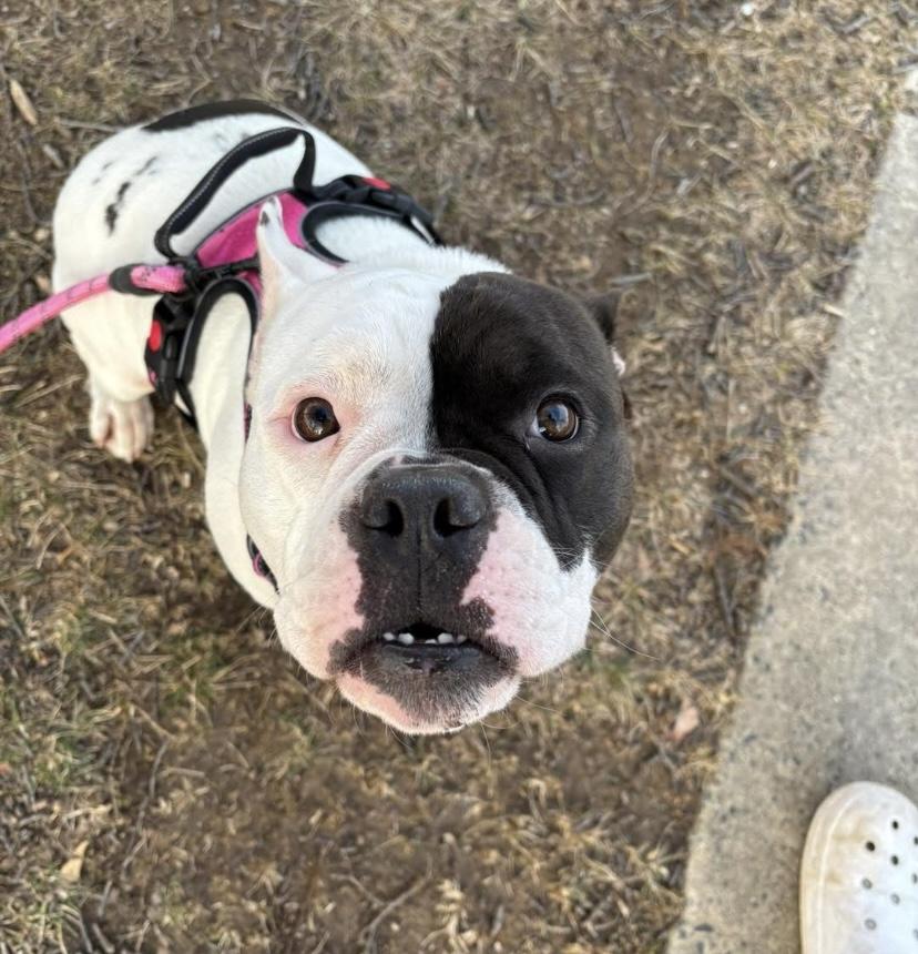 Sweet Tee thumbnail 4