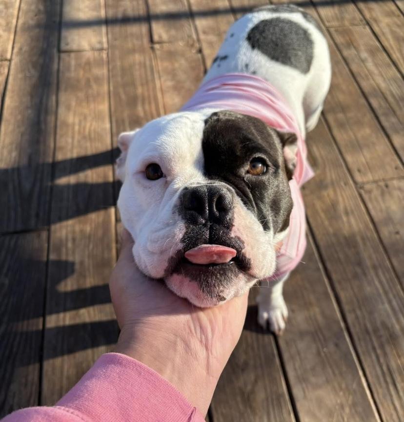 Sweet Tee thumbnail 6