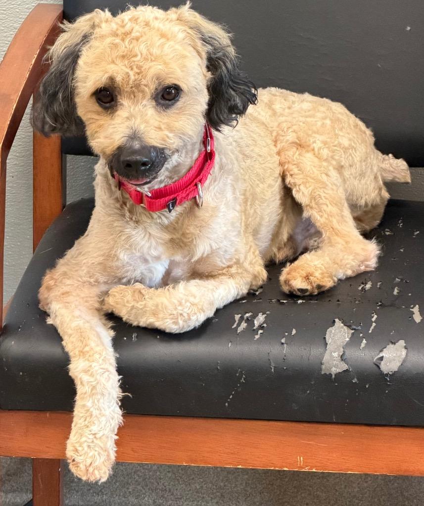 Hickory, Adoptable, Adult Male Poodle & Wheaten Terrier.