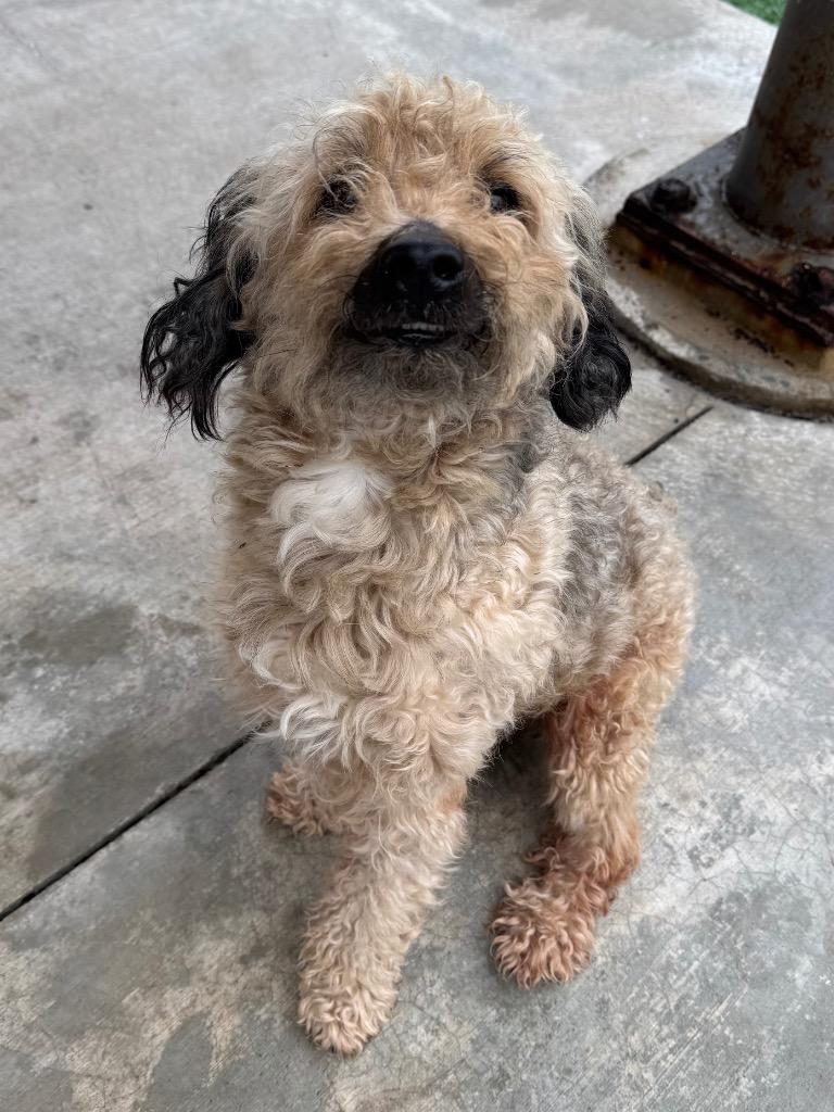 Enlarge Hickory, a Adoptable mixed breed in Ferndale, NY image 1/1