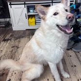 ZZ - Classified Ad - Apollo (Courtesy Listing - Not affiliated with Planned Pethood), Adult Male Husky