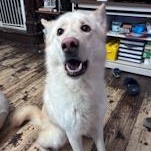 ZZ - Classified Ad - Apollo (Courtesy Listing - Not affiliated with Planned Pethood), a Adoptable mixed breed in Toledo, OH image 2/3