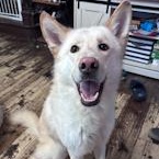 ZZ - Classified Ad - Apollo (Courtesy Listing - Not affiliated with Planned Pethood), a Adoptable mixed breed in Toledo, OH image 3/3