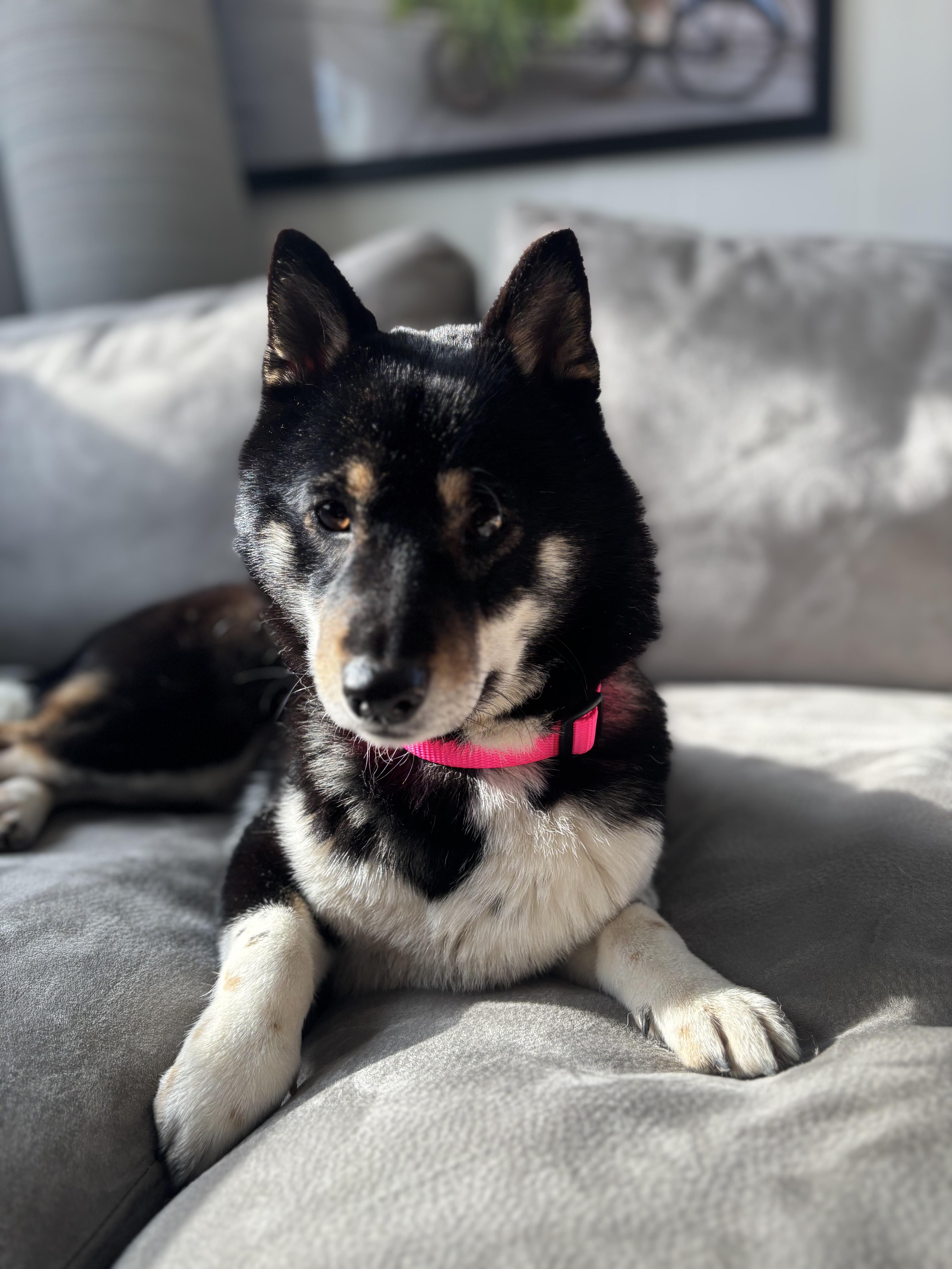 Kuro-mi photo 1