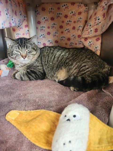 Enlarge Stanley, a Adopted Domestic Short Hair in Barron, WI image 3/6