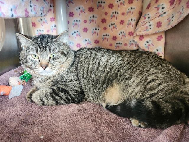 Enlarge Stanley, a Adoptable Domestic Short Hair in Barron, WI image 2/6