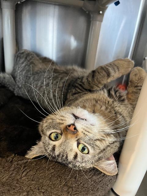 Enlarge Stanley, a Adopted Domestic Short Hair in Barron, WI image 5/6