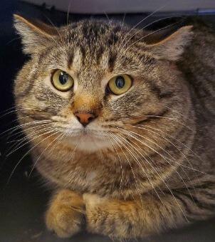 Enlarge Stanley, a Adopted Domestic Short Hair in Barron, WI image 6/6