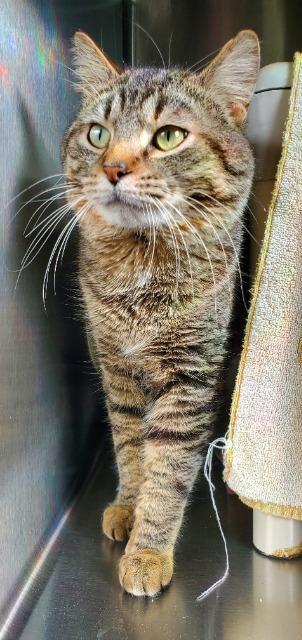 Enlarge Stanley, a Adoptable Domestic Short Hair in Barron, WI image 5/6