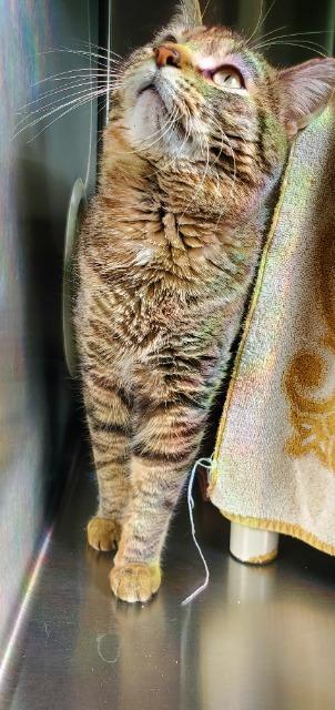 Enlarge Stanley, a Adoptable Domestic Short Hair in Barron, WI image 6/6