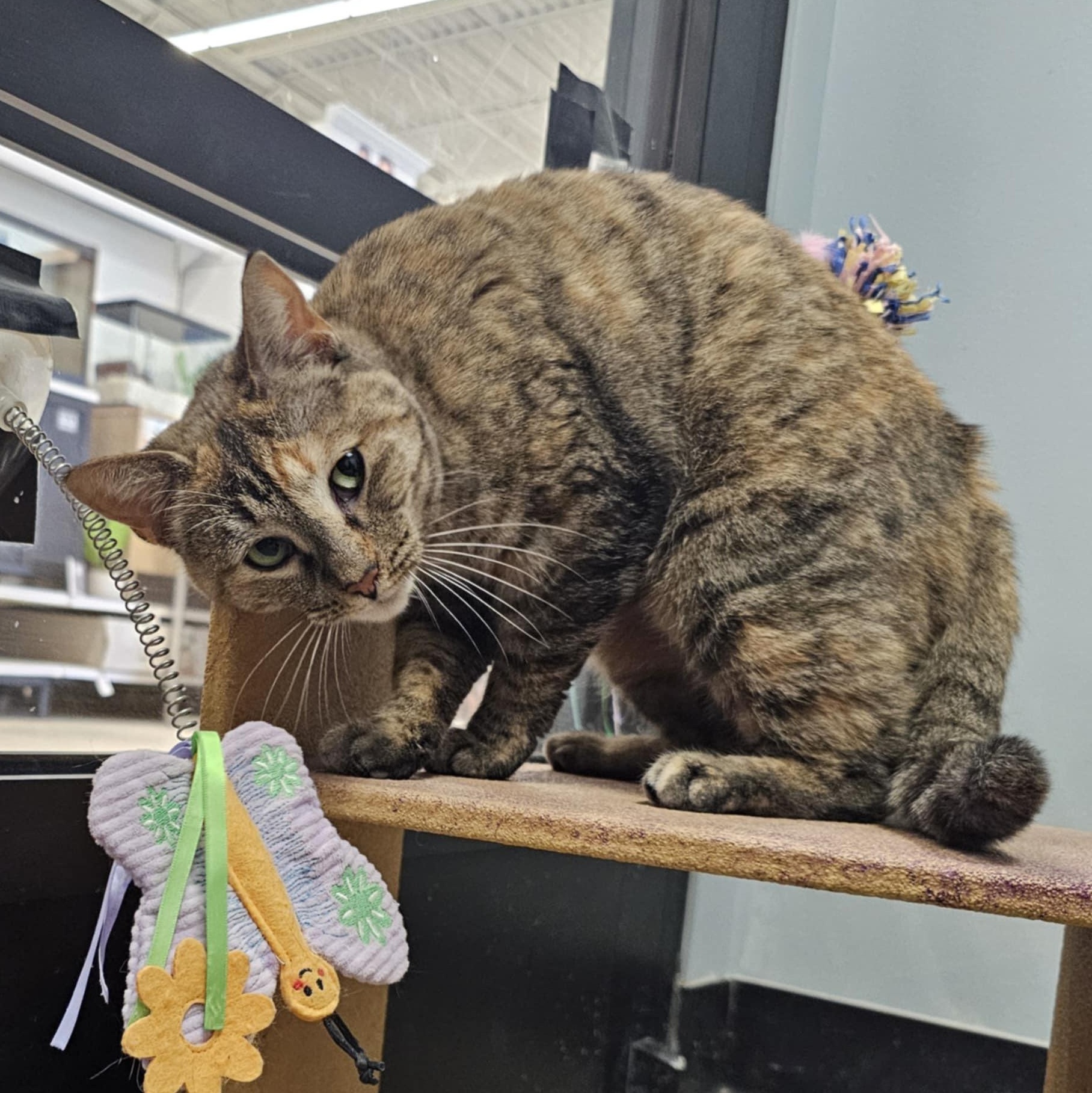 Lex, a Adoptable Domestic Short Hair in Grand Rapids, MI image 6/6