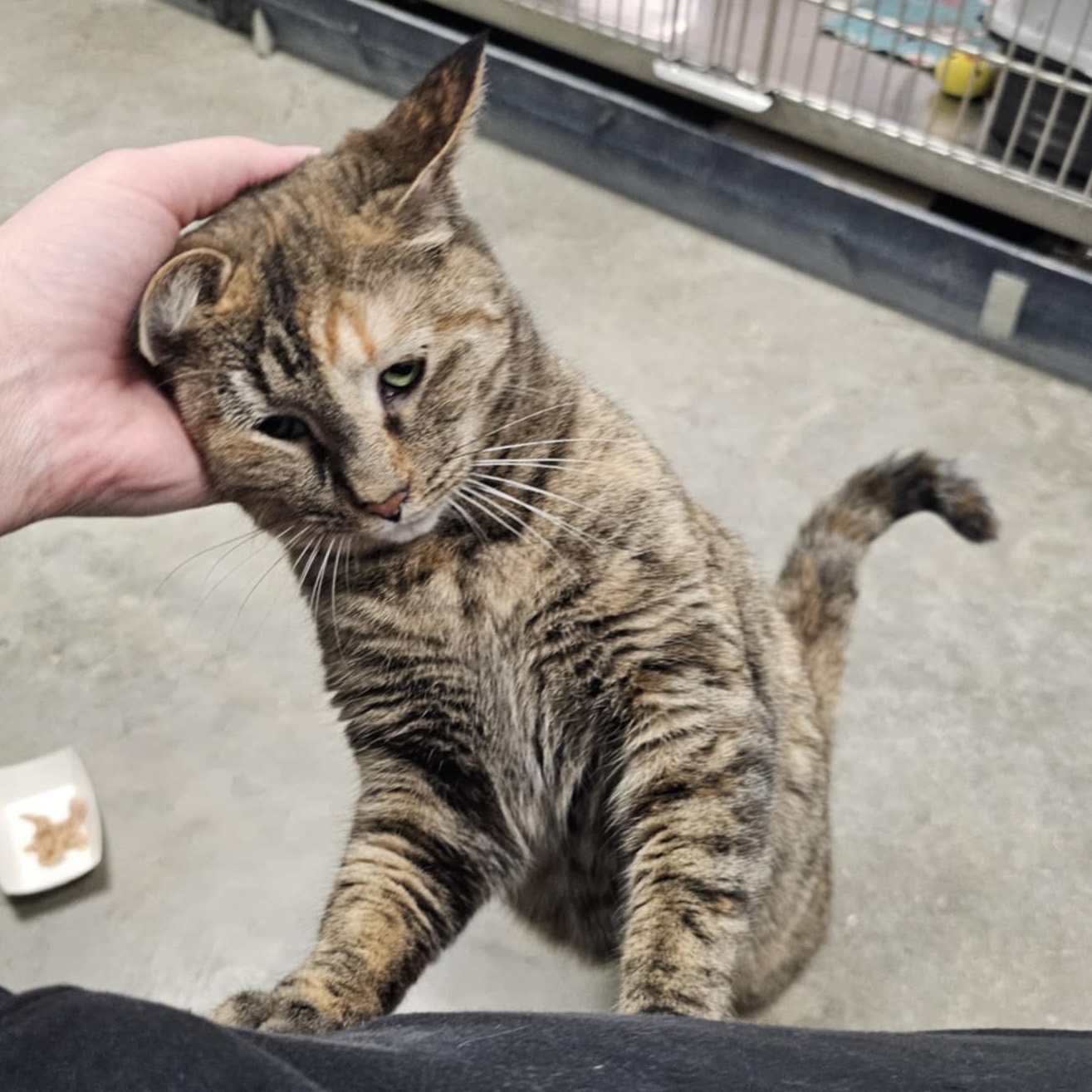 Lex, a Adoptable Domestic Short Hair in Grand Rapids, MI image 2/6