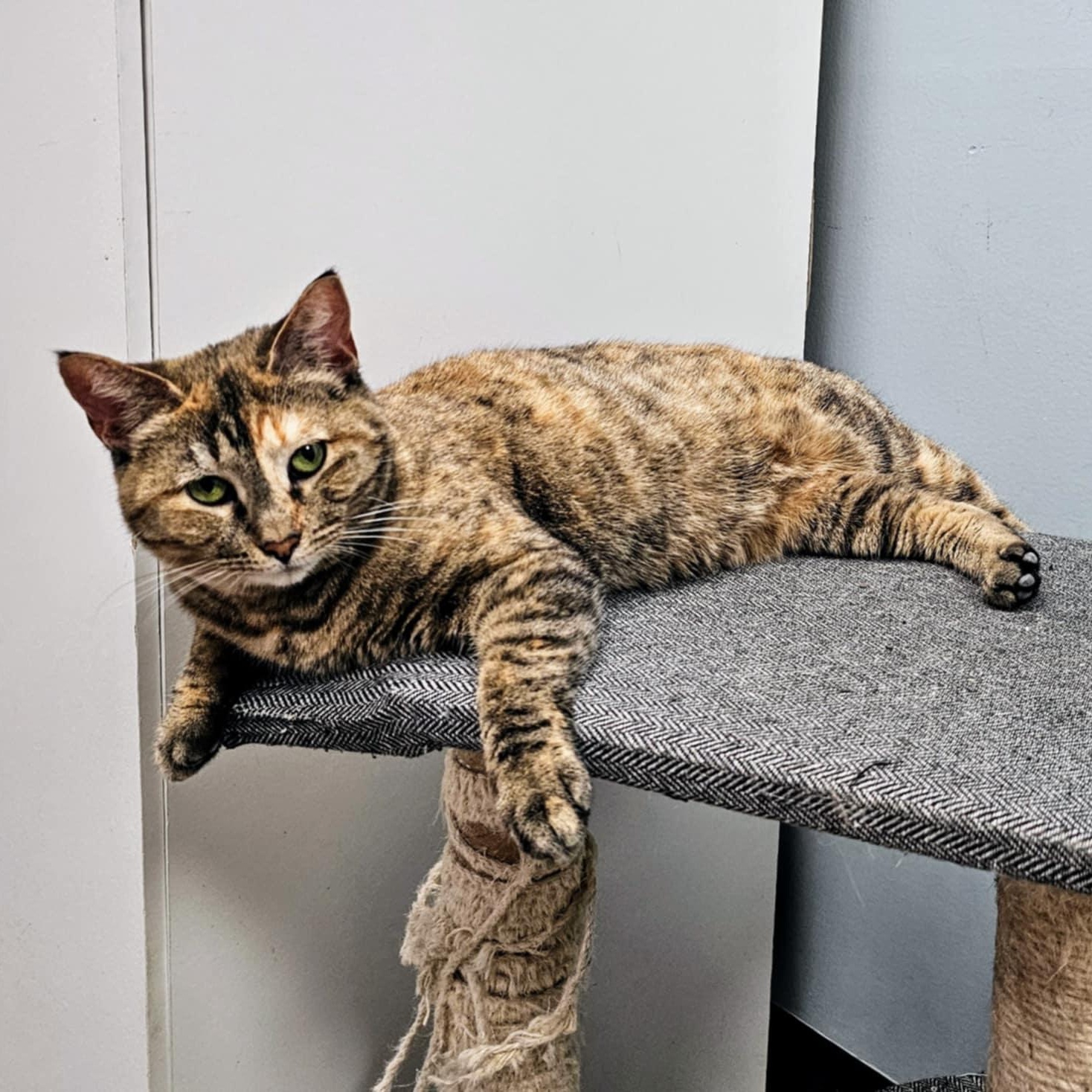 Lex, a Adoptable Domestic Short Hair in Grand Rapids, MI image 1/6