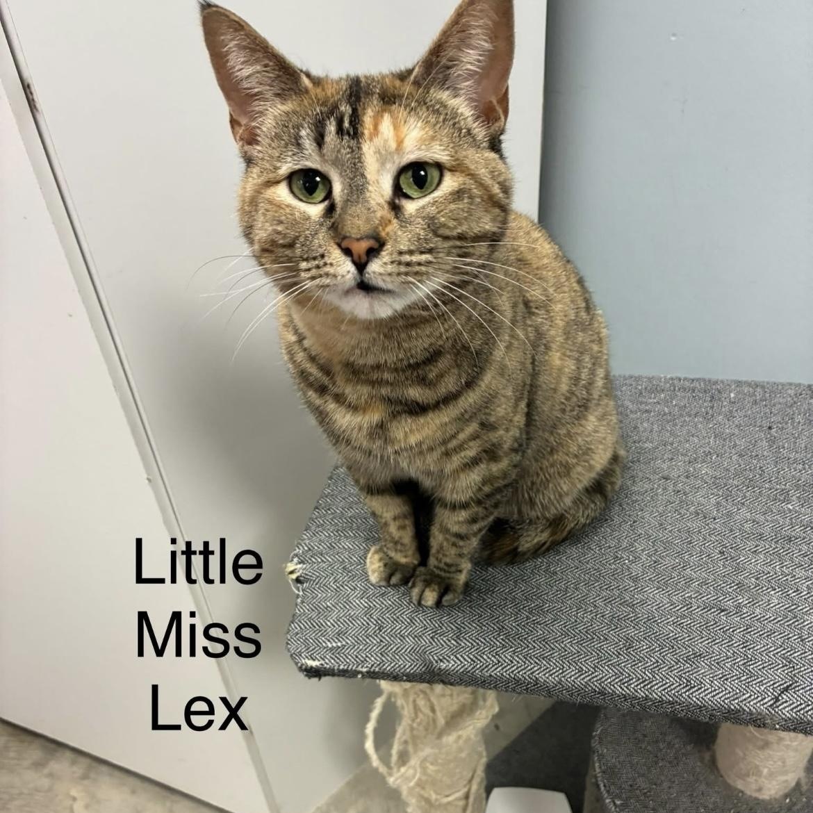 Lex, a Adoptable Domestic Short Hair in Grand Rapids, MI image 4/6