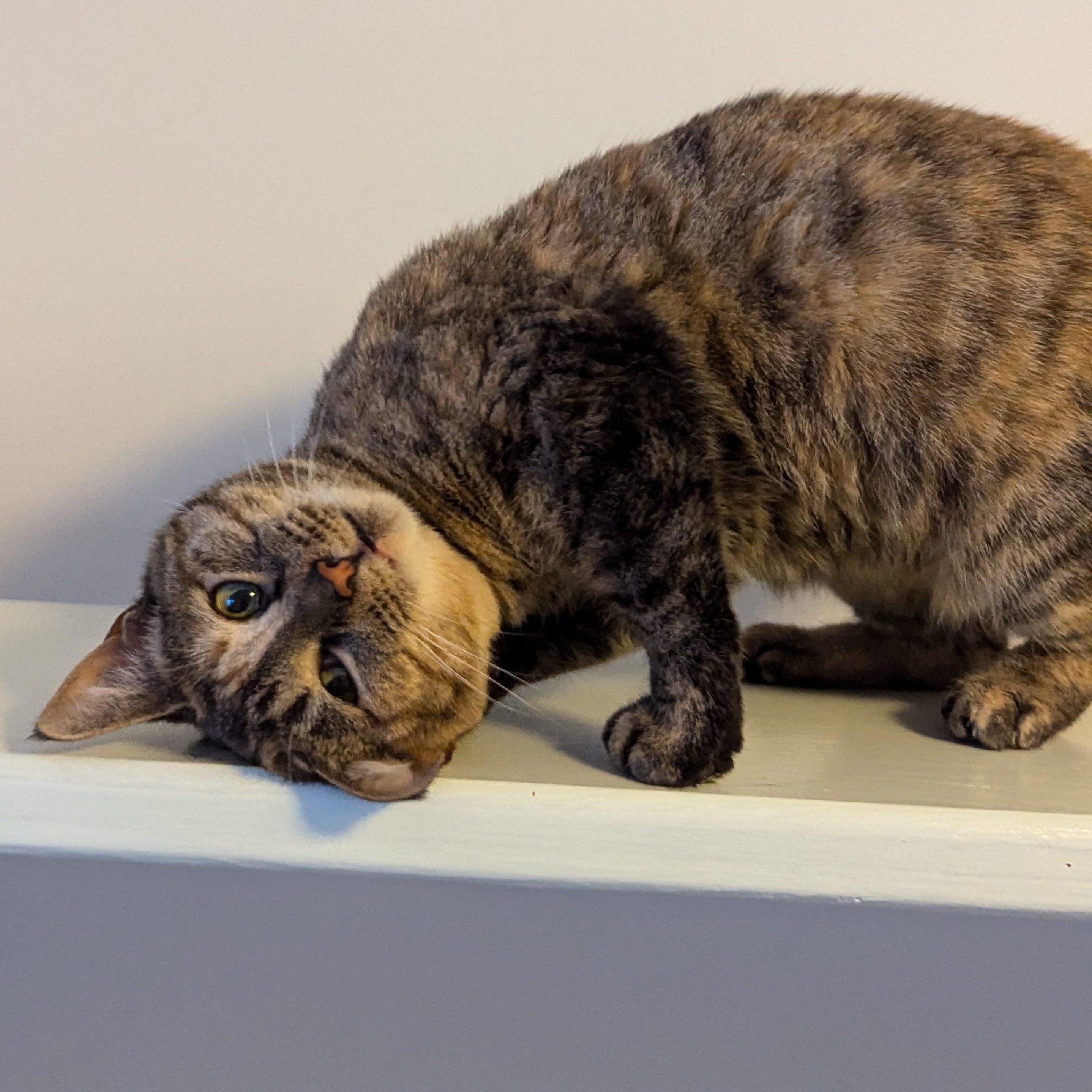 Lex, a Adoptable Domestic Short Hair in Grand Rapids, MI image 3/6