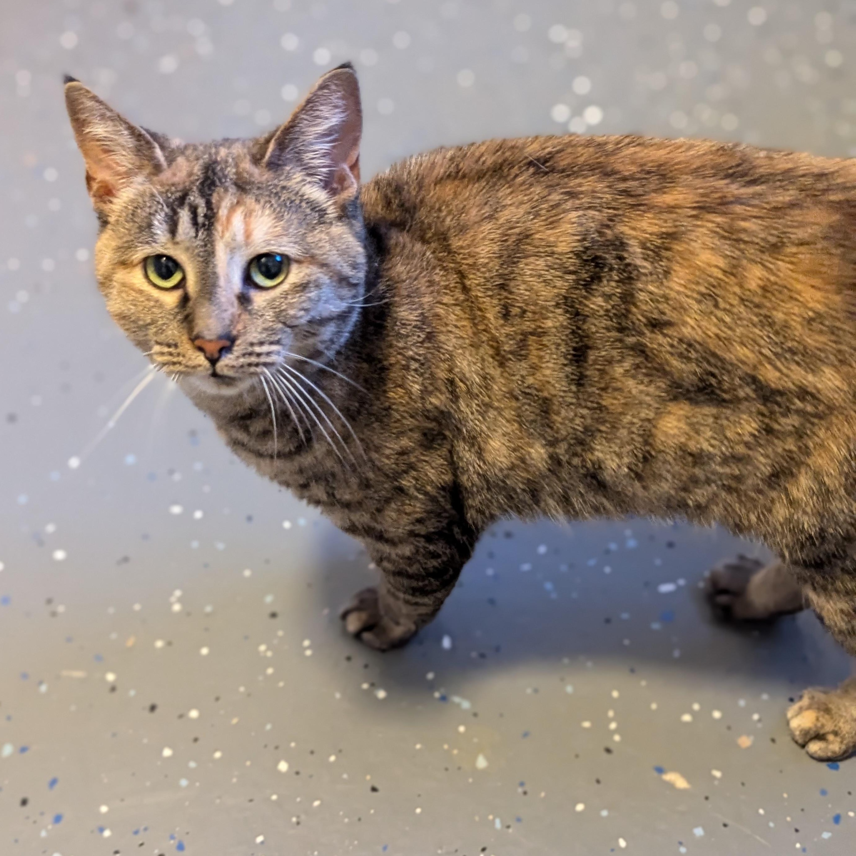 Lex, a Adoptable Domestic Short Hair in Grand Rapids, MI image 5/6