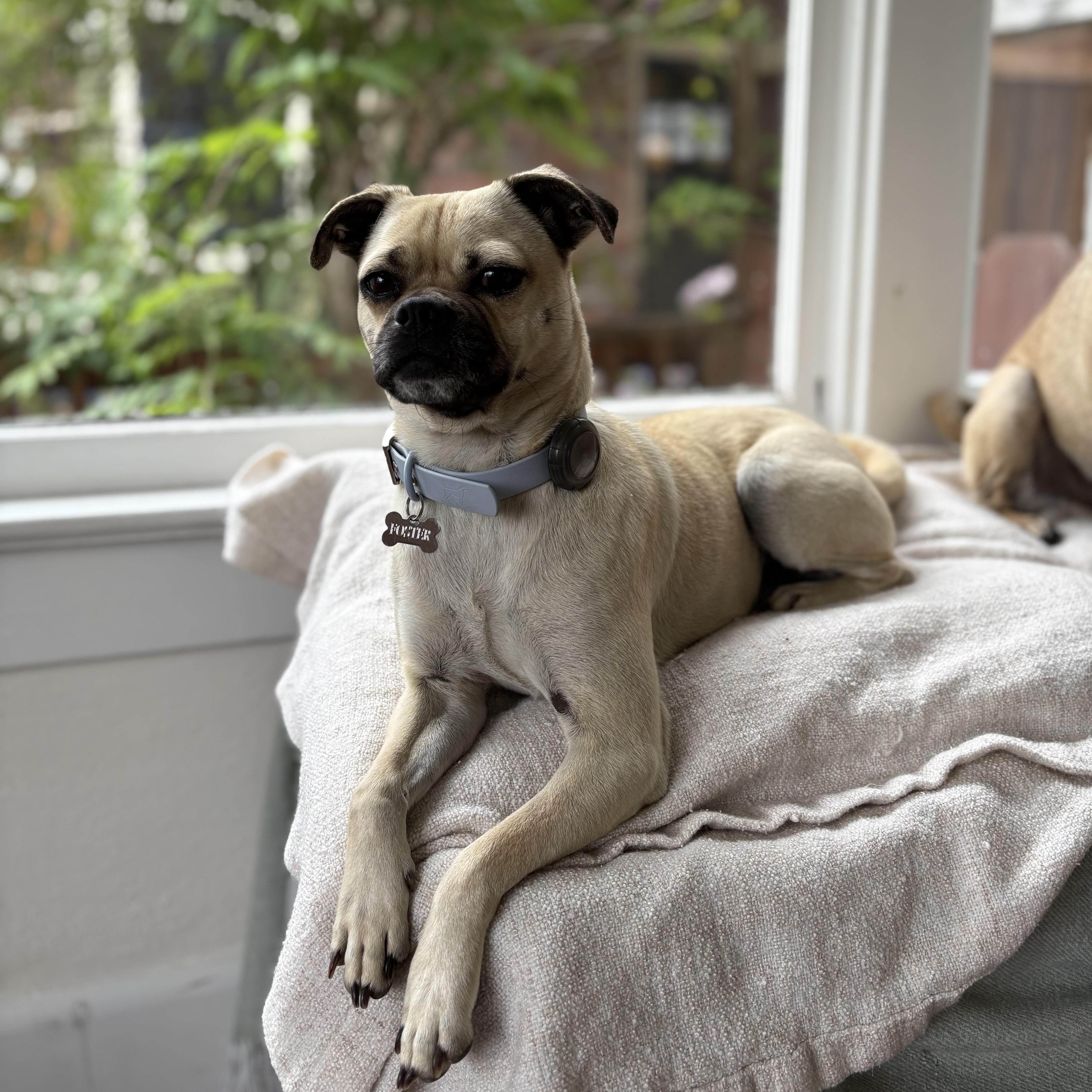 Enlarge Rue, a ADOPTABLE mixed breed in San Diego, CA image 4/5