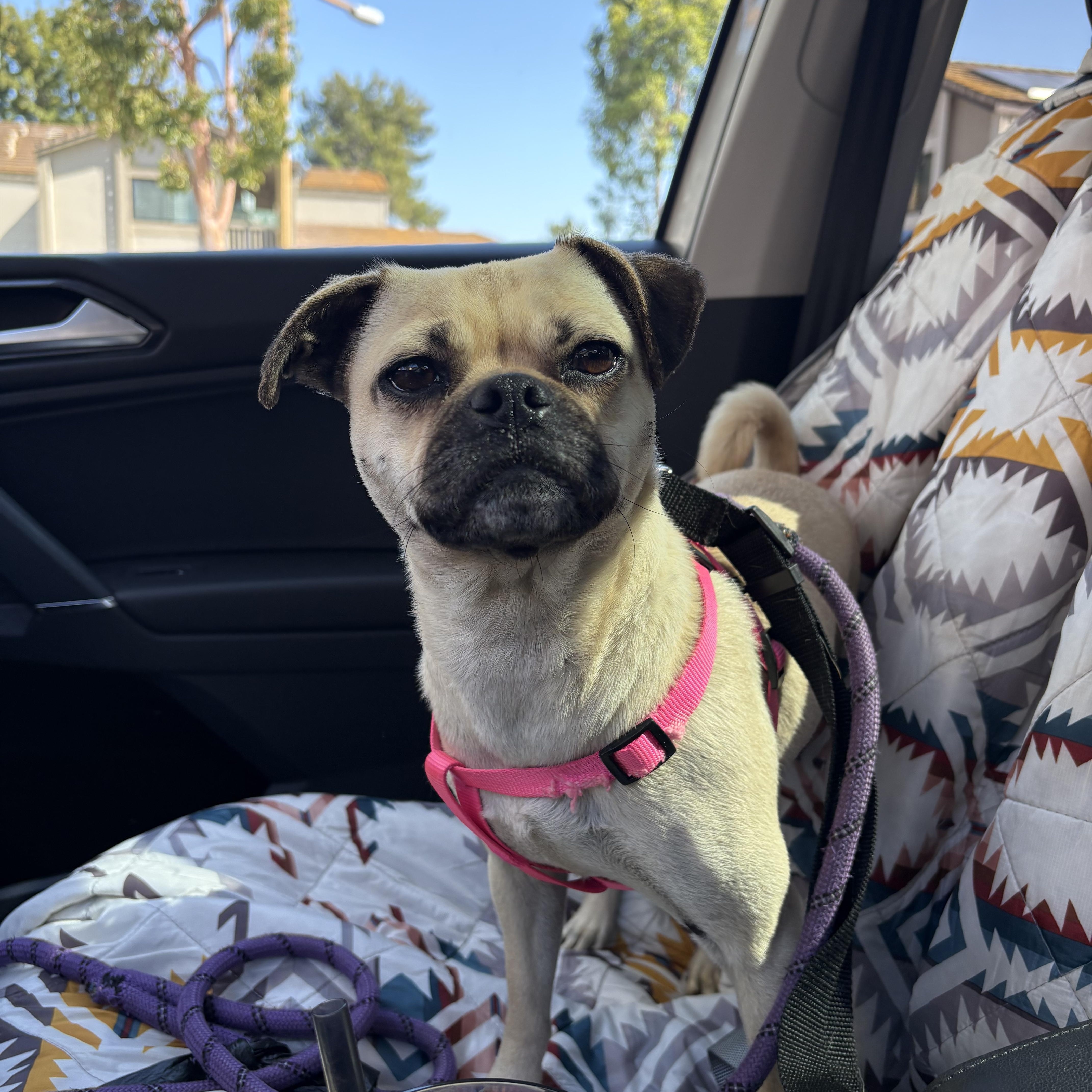 Enlarge Rue, a ADOPTABLE mixed breed in San Diego, CA image 2/5
