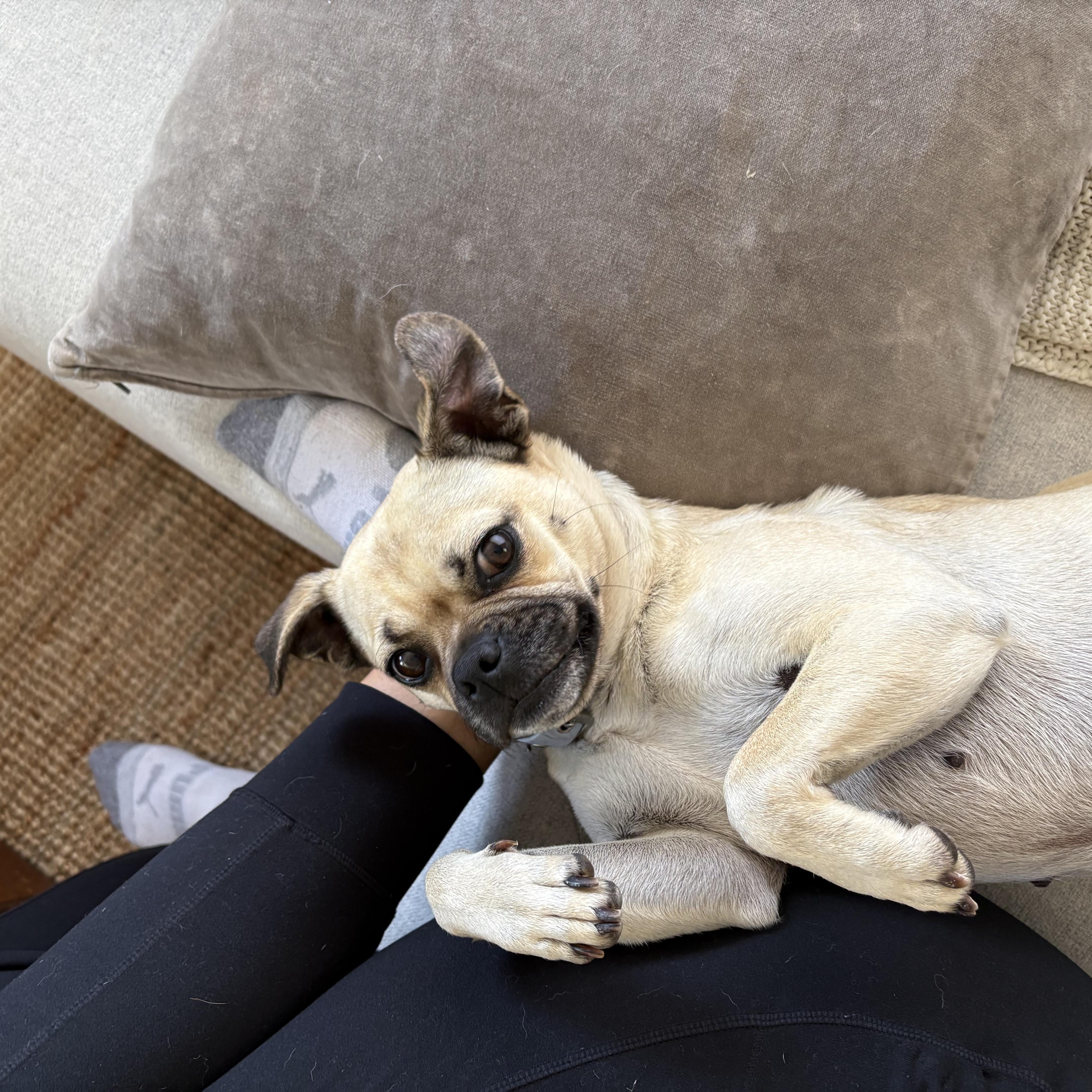 Enlarge Rue, a ADOPTABLE mixed breed in San Diego, CA image 5/5