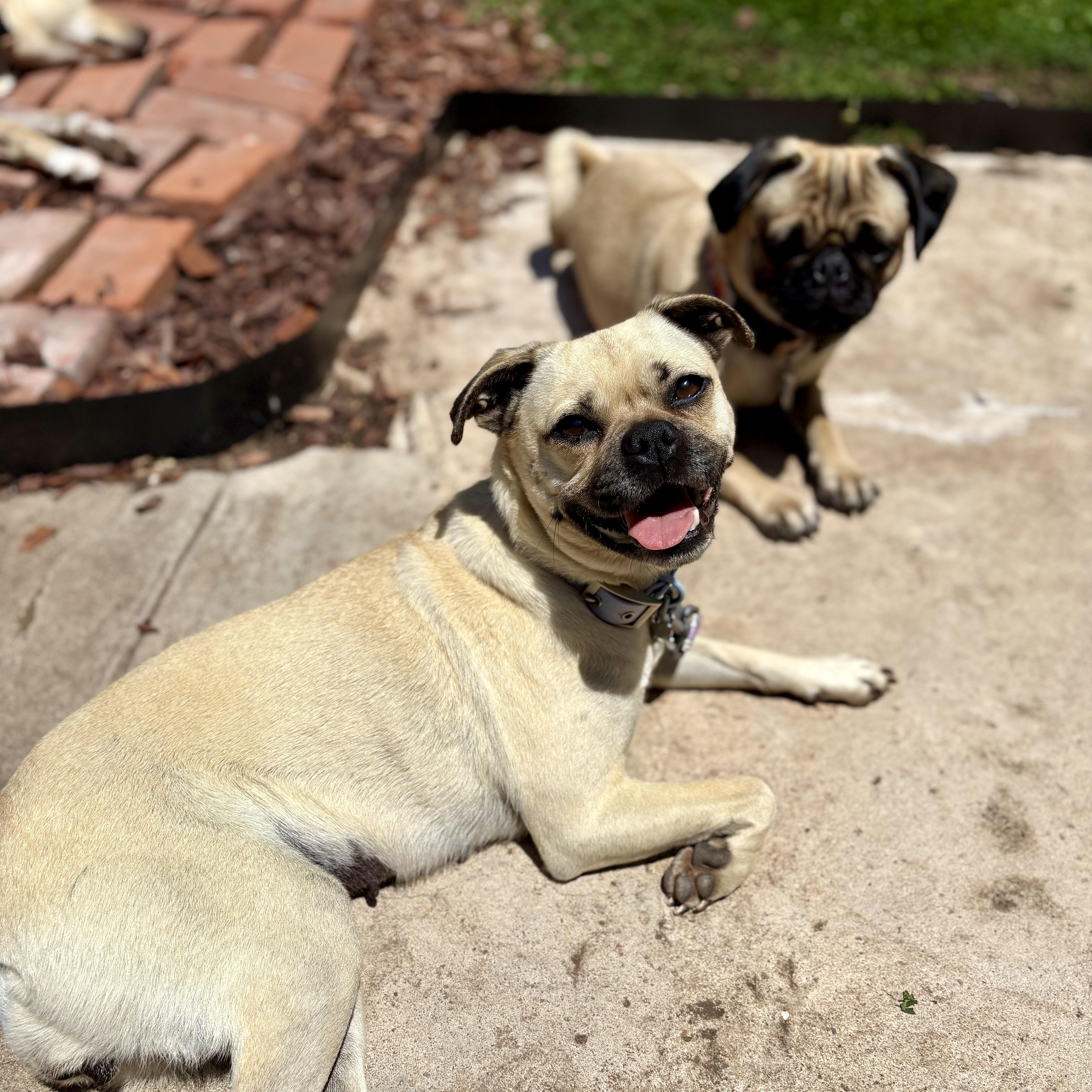 Rue, ADOPTABLE, Adult Female Pug.