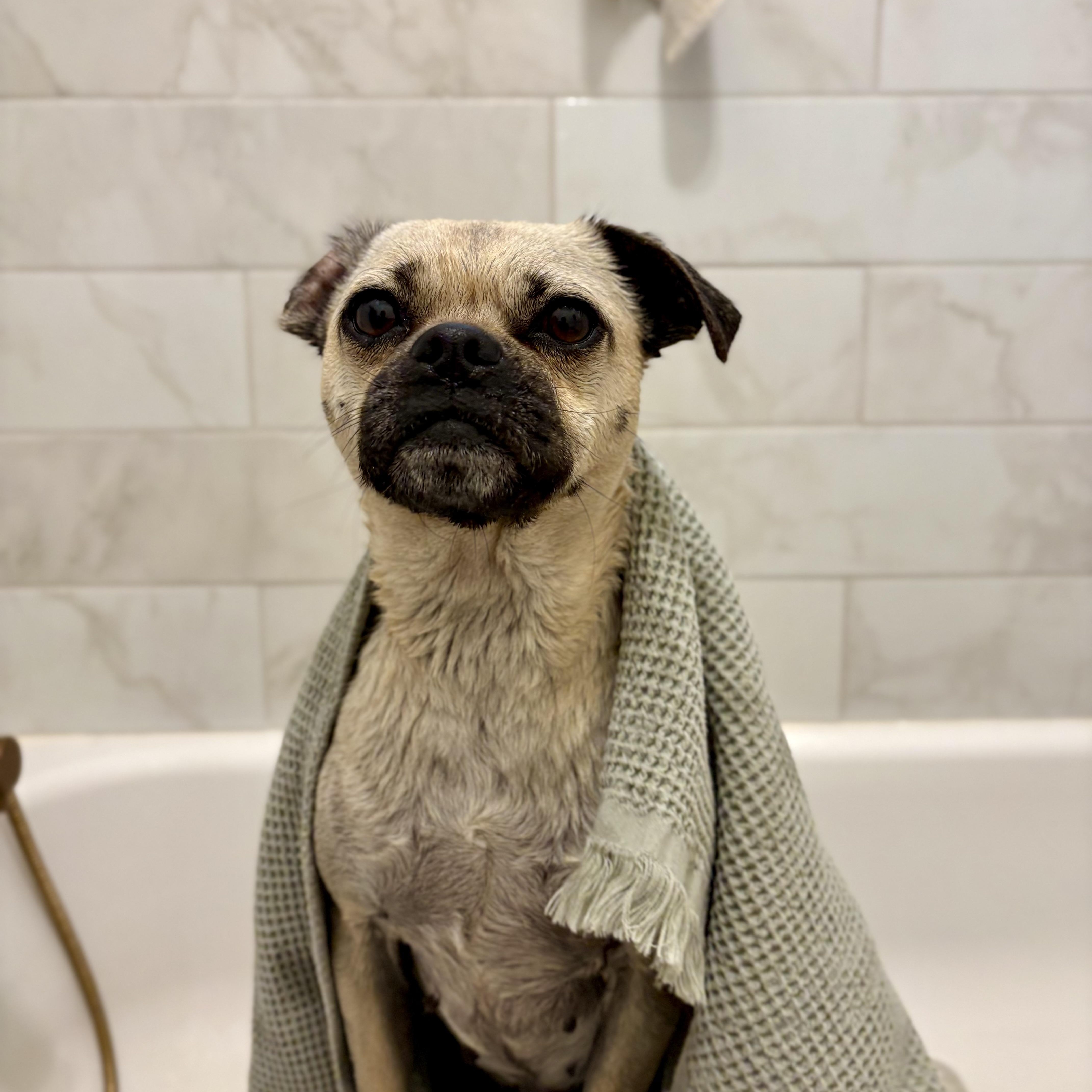 Enlarge Rue, a ADOPTABLE mixed breed in San Diego, CA image 3/5