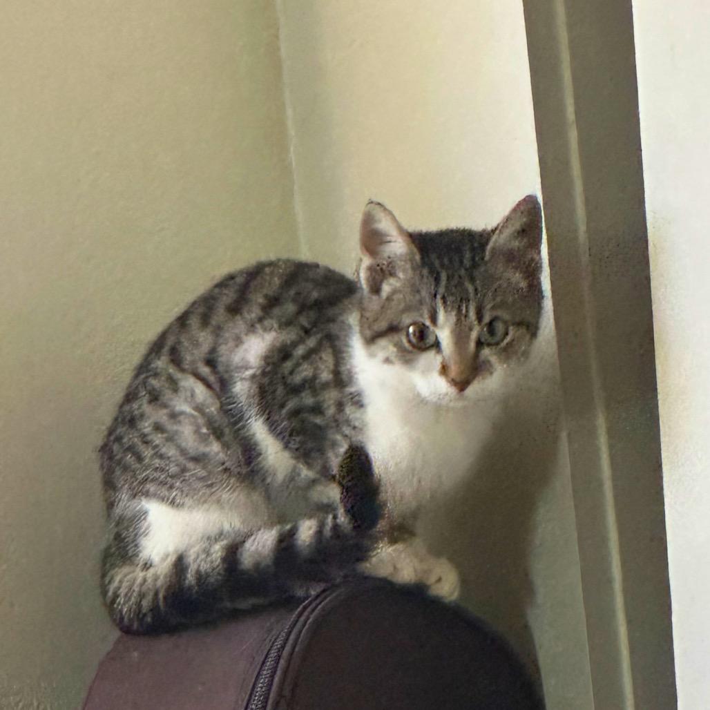 Enlarge Dawn, a Adoptable Domestic Short Hair in Pittsburg, KS image 1/3