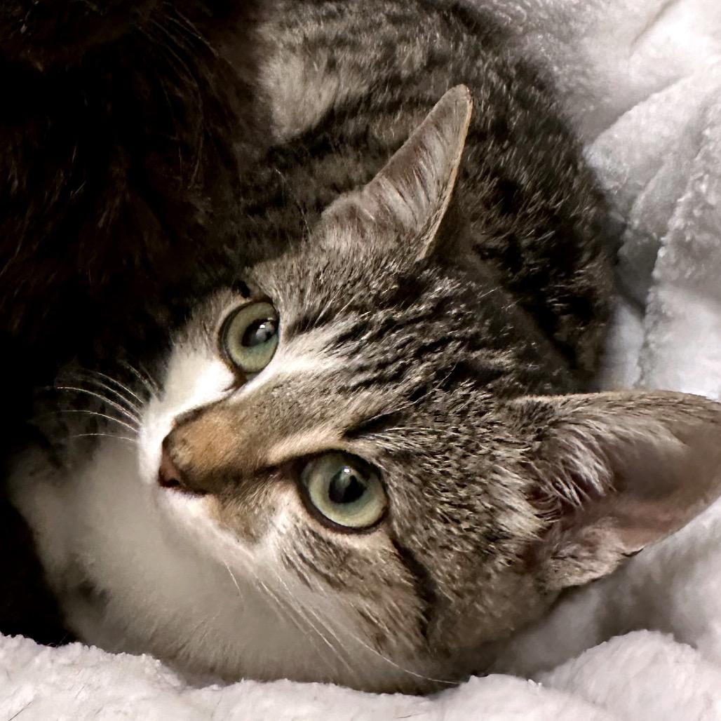 Enlarge Dawn, a Adoptable Domestic Short Hair in Pittsburg, KS image 3/3