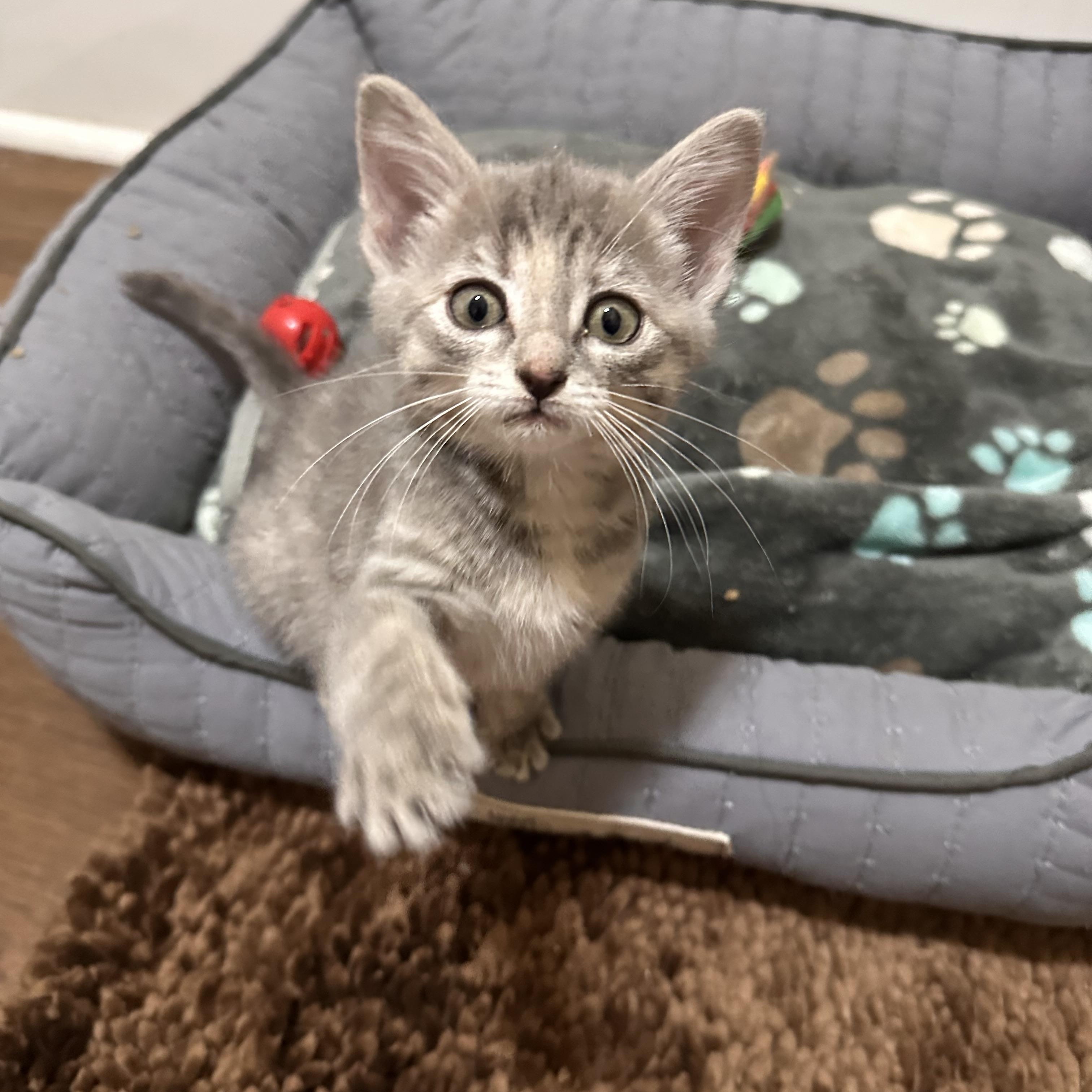 Sabrina, adopted, Kitten Female Domestic Short Hair.