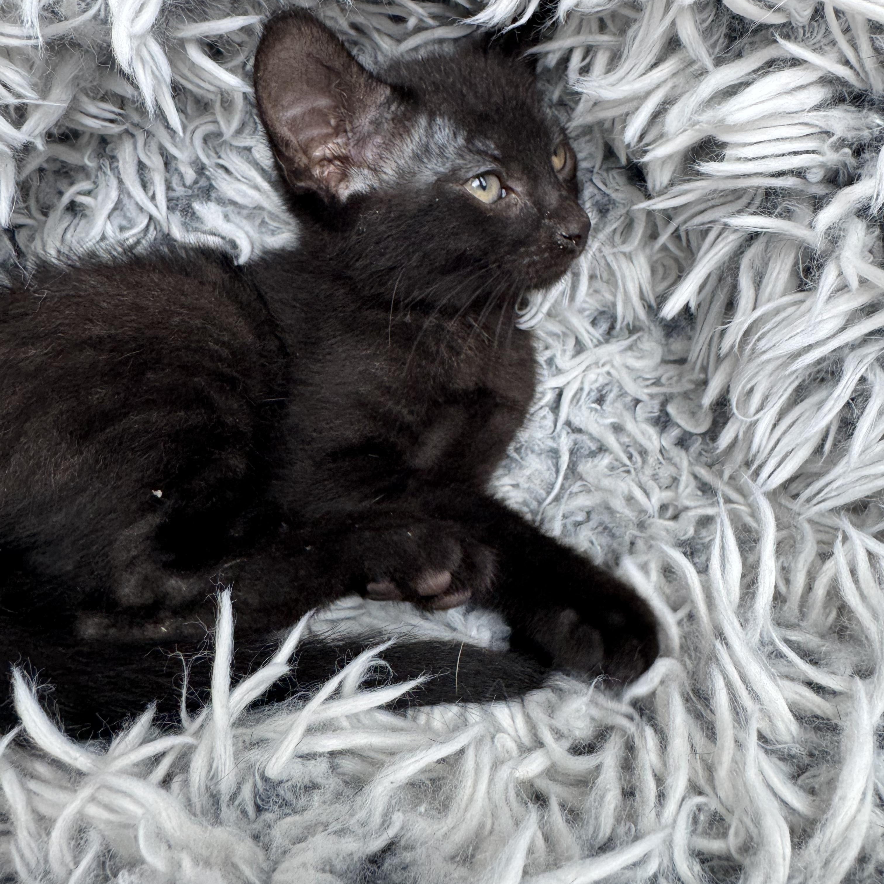 Doc, a ADOPTABLE mixed breed in Bonney Lake, WA image 3/6