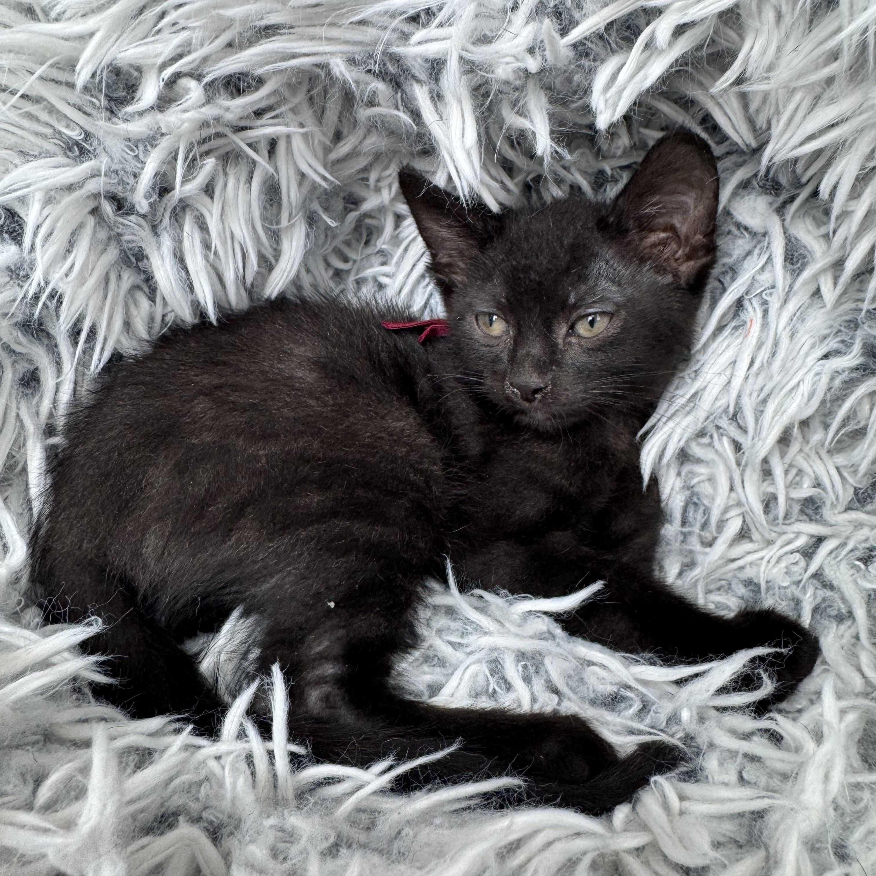 Doc, a ADOPTABLE mixed breed in Bonney Lake, WA image 4/6