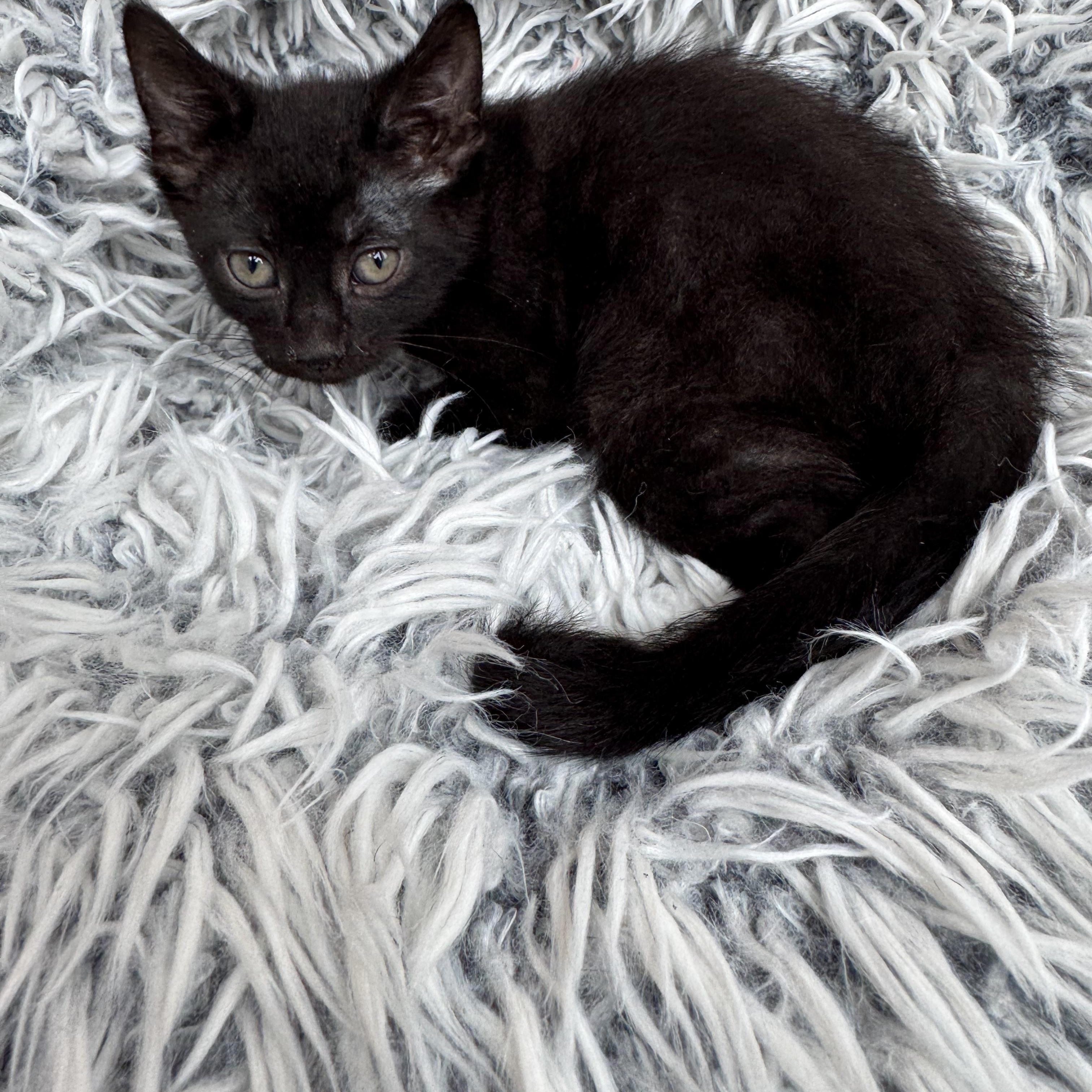 Doc, a ADOPTABLE mixed breed in Bonney Lake, WA image 1/6