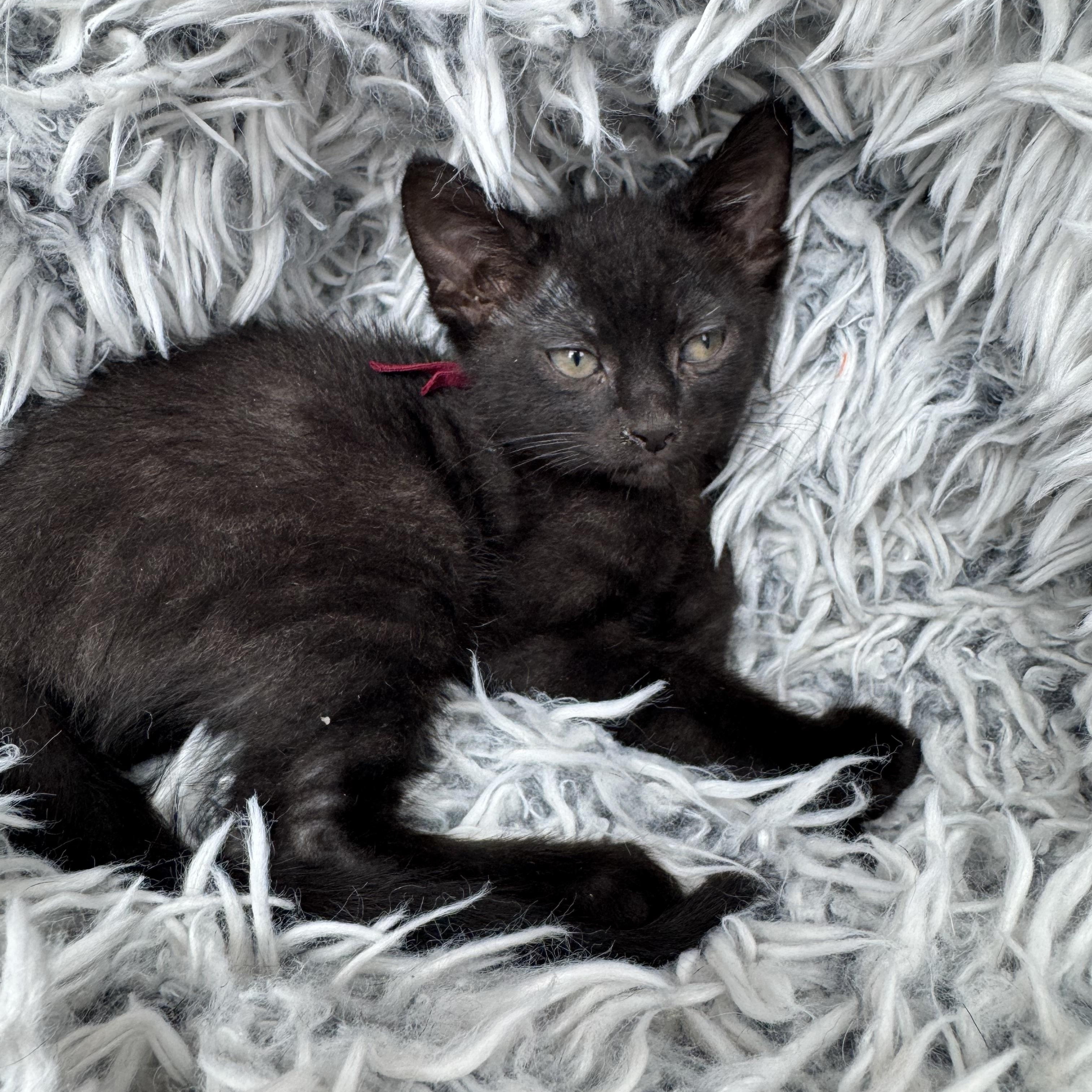 Doc, a ADOPTABLE mixed breed in Bonney Lake, WA image 5/6