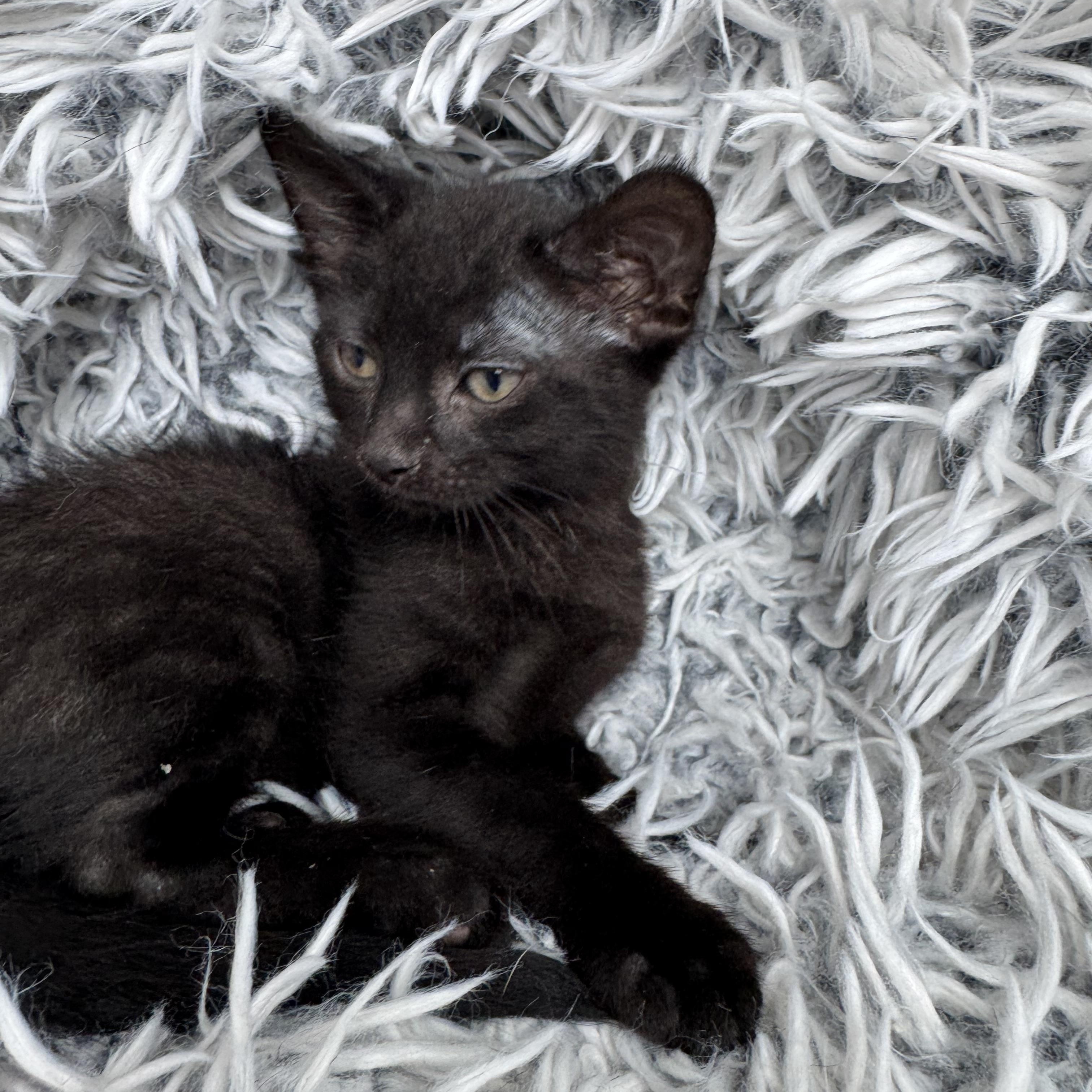 Doc, a ADOPTABLE mixed breed in Bonney Lake, WA image 2/6