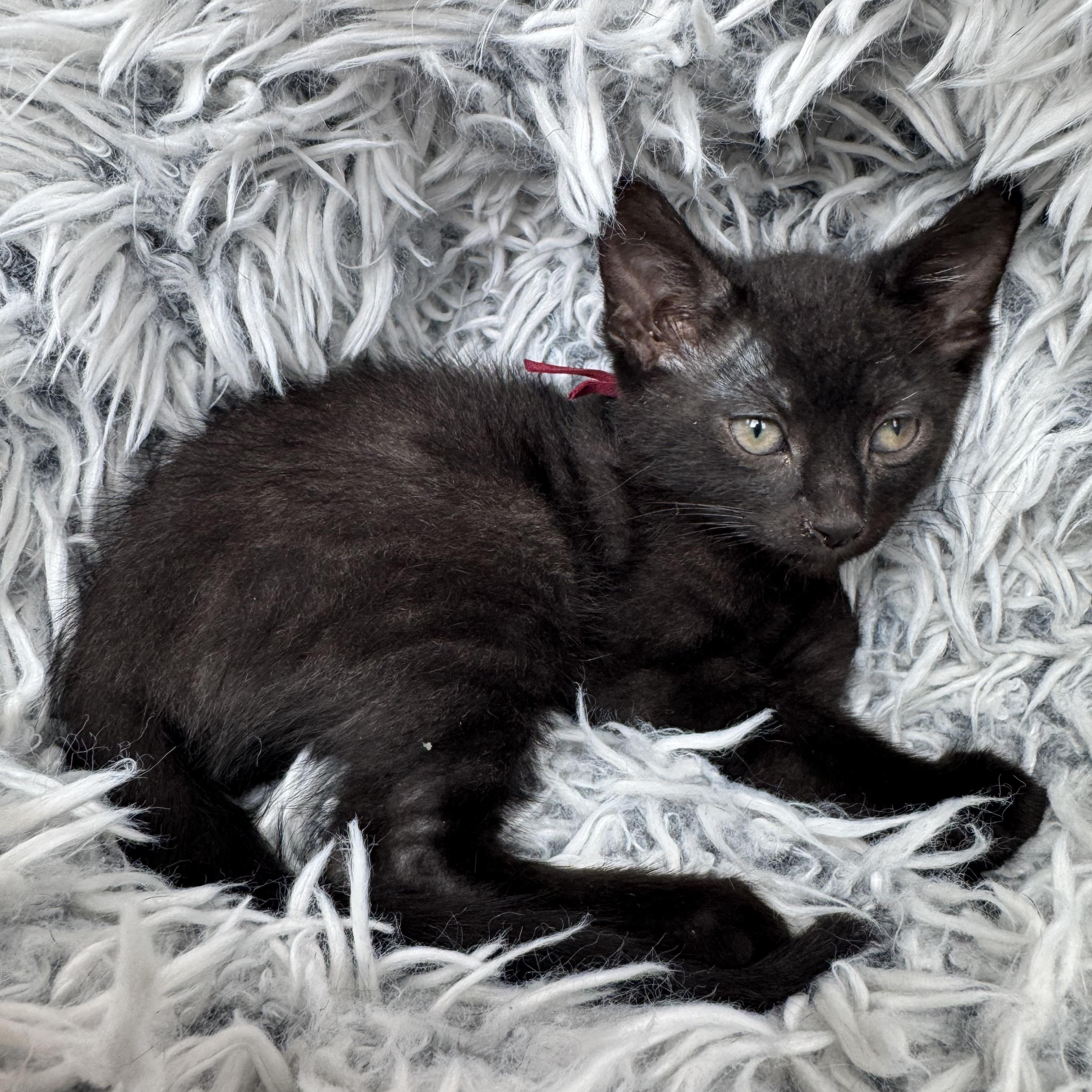 Doc, a ADOPTABLE mixed breed in Bonney Lake, WA image 6/6