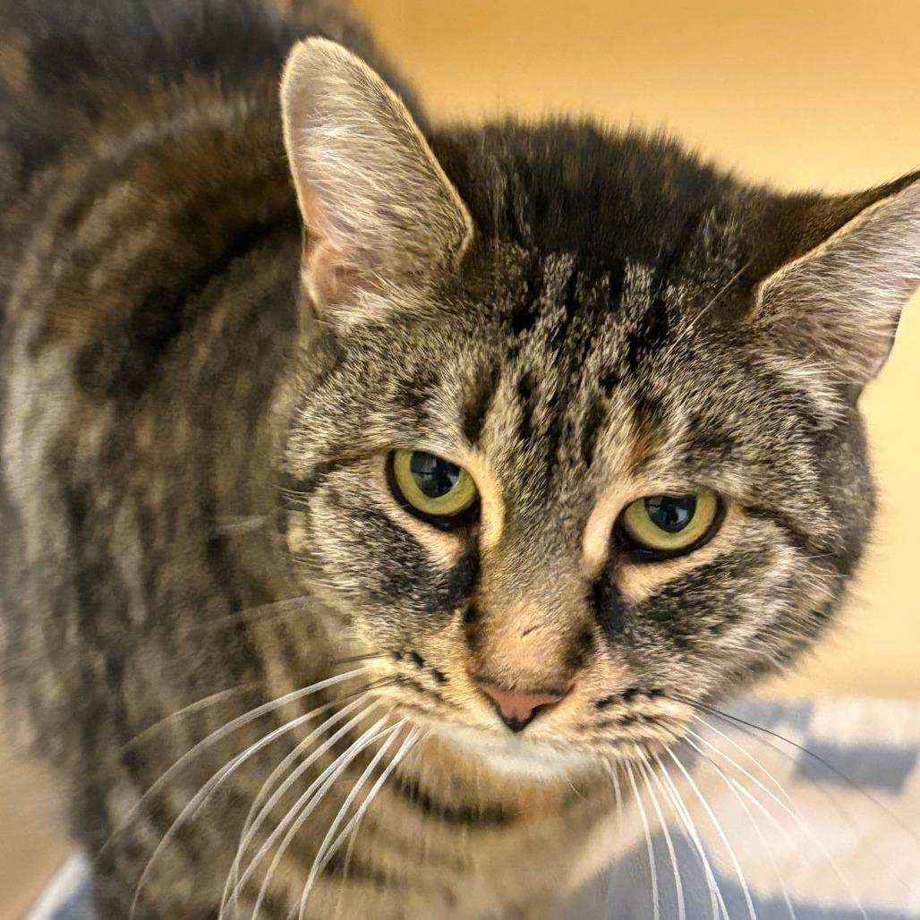 Enlarge Dolly Purrton, a Adoptable Domestic Short Hair in East Hanover, NJ image 1/2