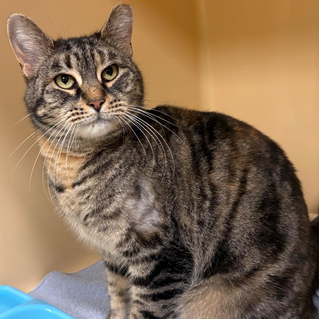 Enlarge Dolly Purrton, a Adoptable Domestic Short Hair in East Hanover, NJ image 2/2