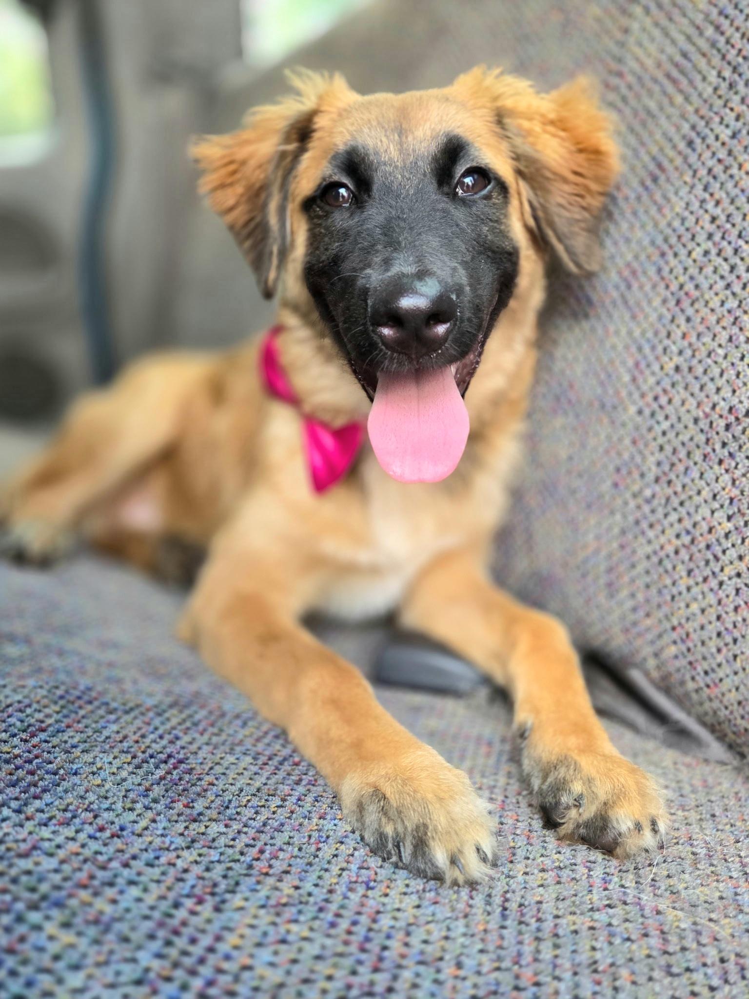 Clover, a Adoptable mixed breed in Fayetteville , NC image 3/6