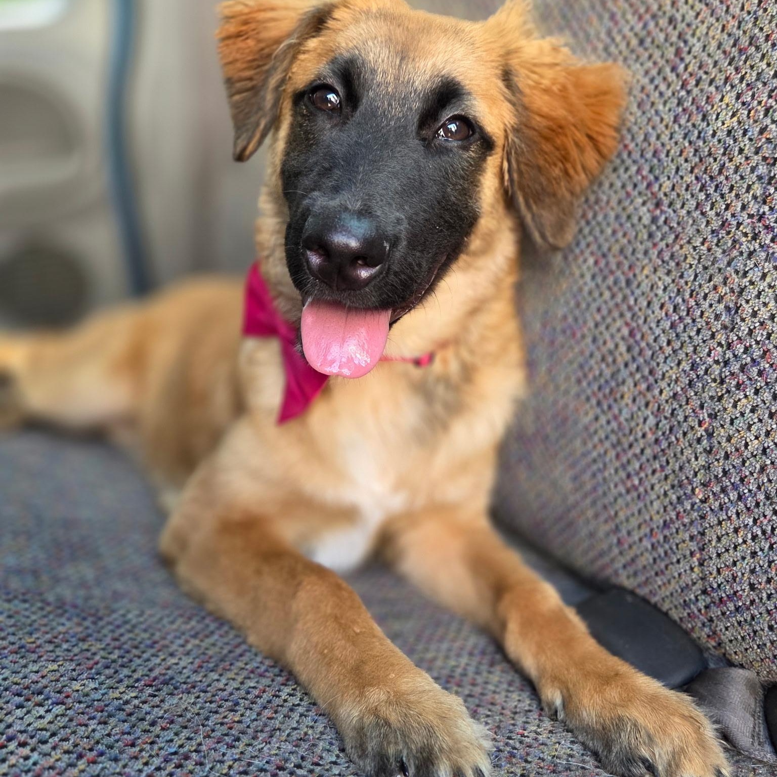 Clover, a Adoptable mixed breed in Fayetteville , NC image 2/6