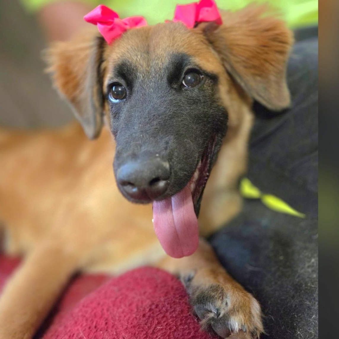 Clover, Adoptable, Puppy Female Belgian Shepherd / Malinois & Mixed Breed.