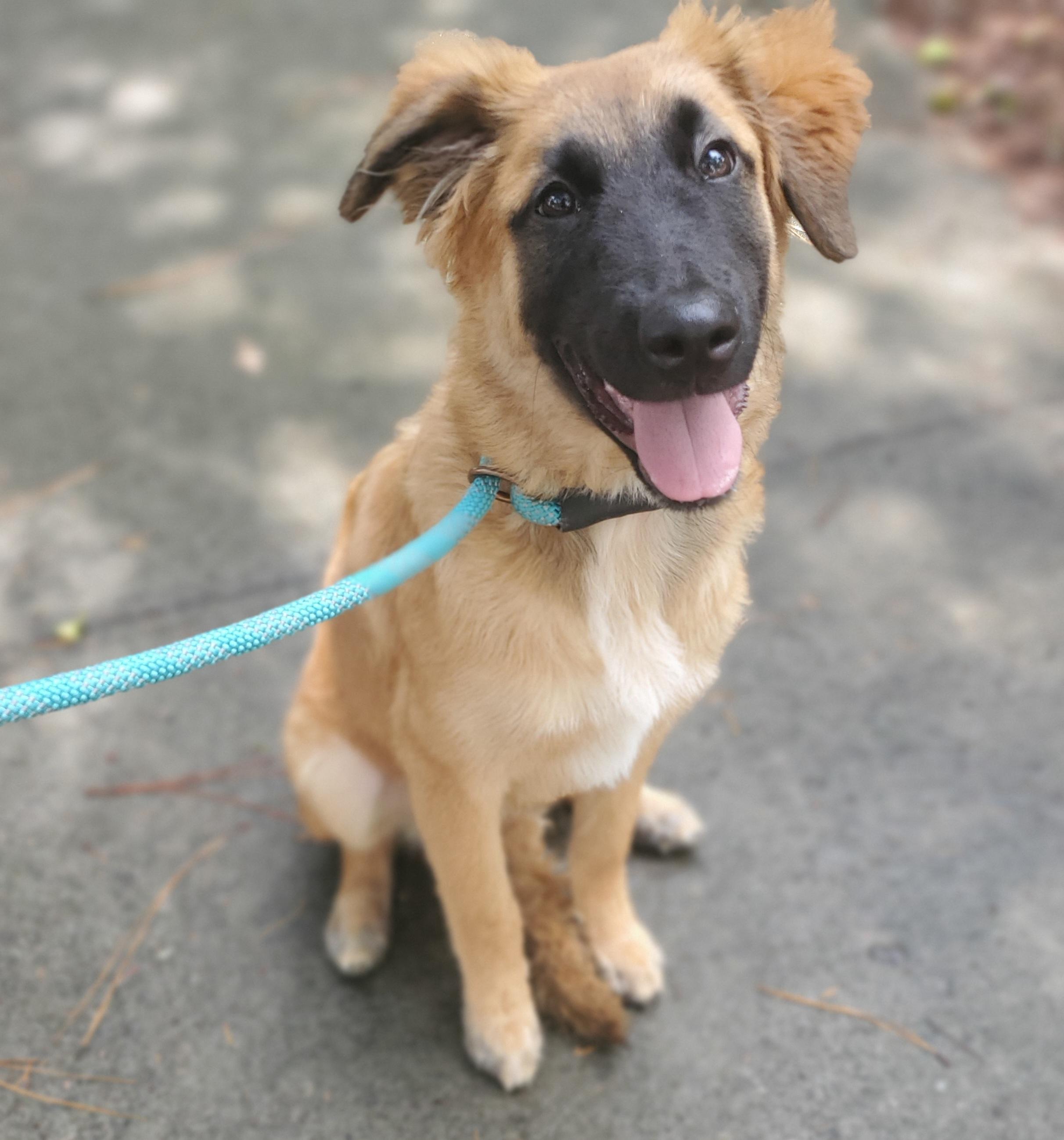 Clover, a Adoptable mixed breed in Fayetteville , NC image 4/6