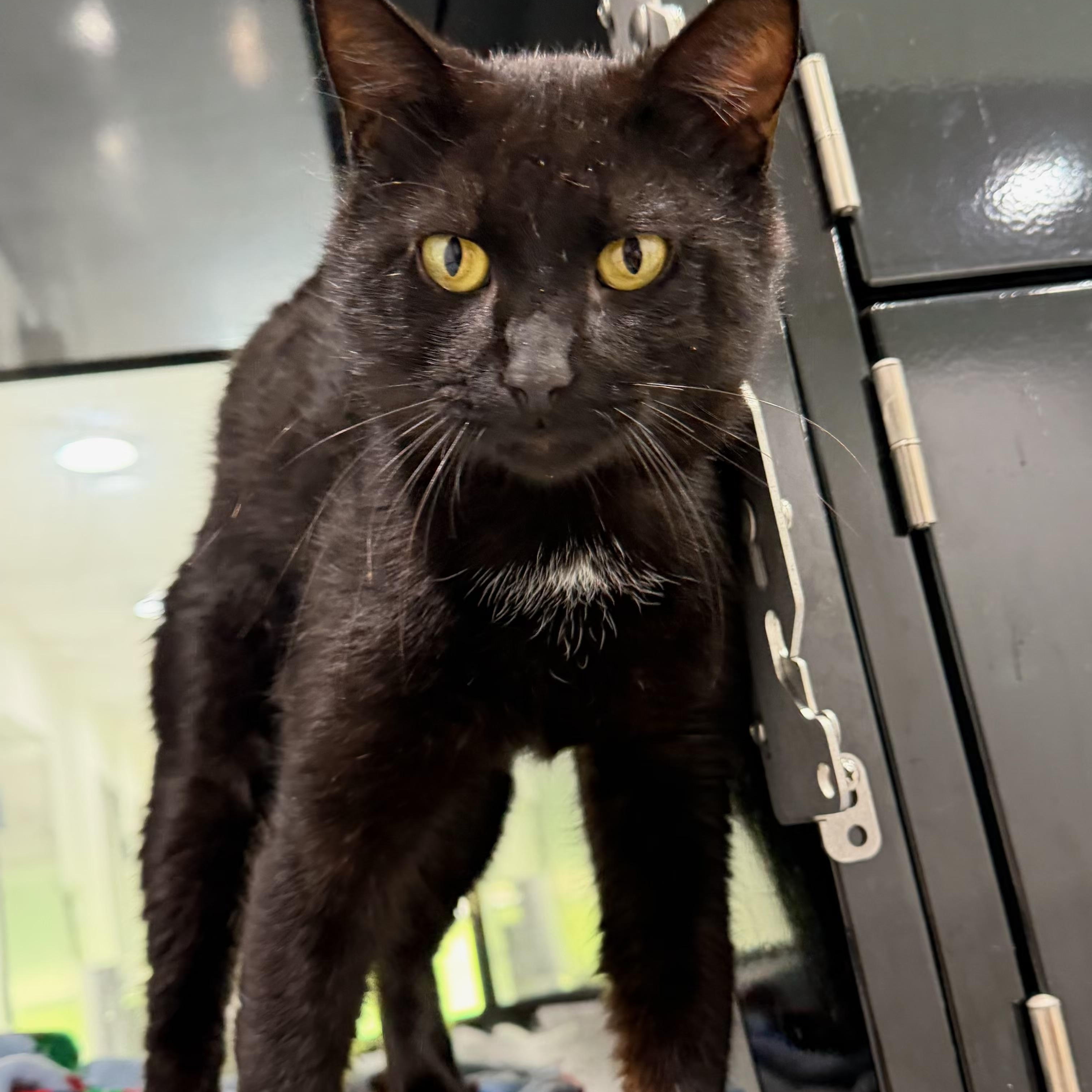 Enlarge Milton, a ADOPTABLE Domestic Long Hair in Sherman, TX image 1/1