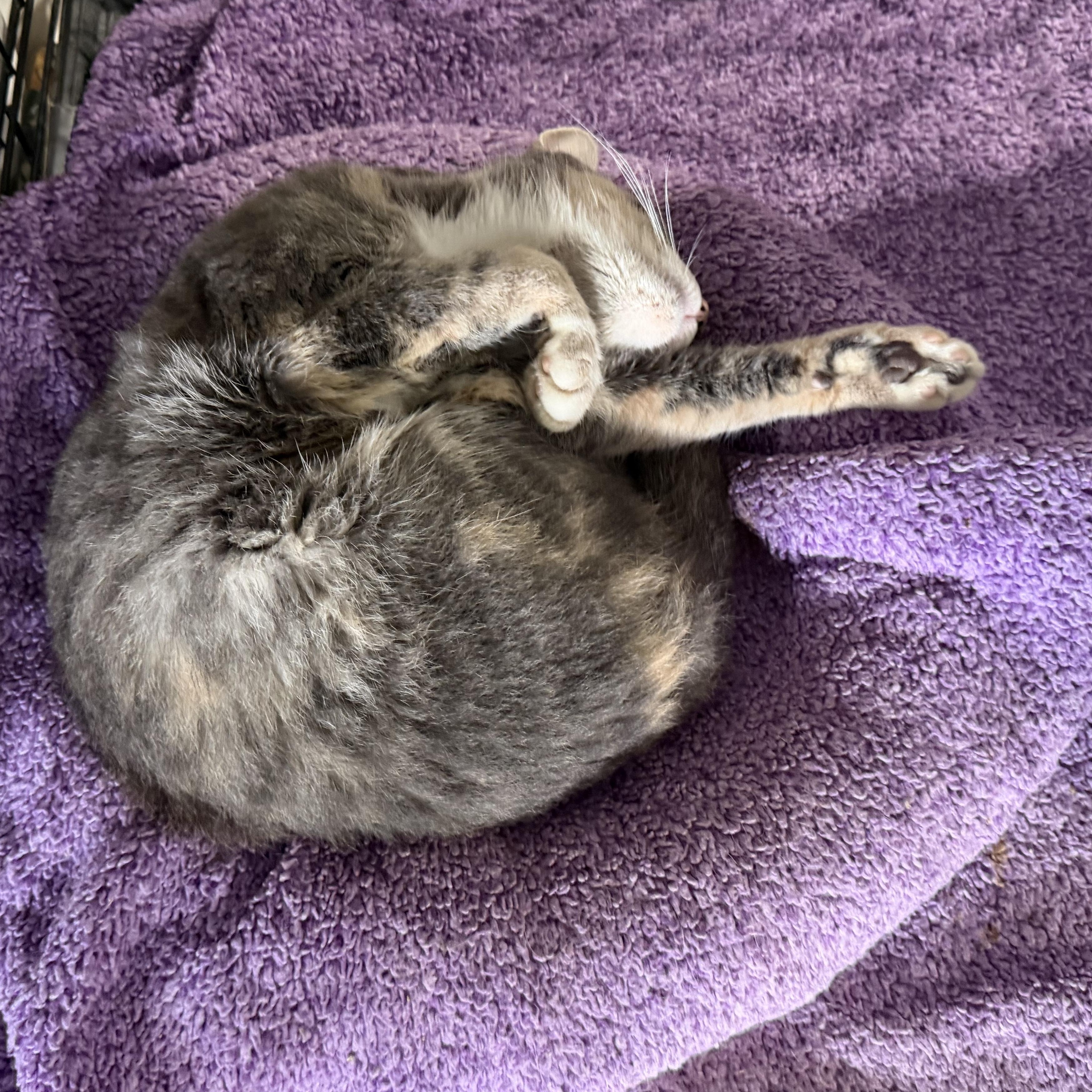 Enlarge Justice, a Adoptable Domestic Short Hair in Stockholm, WI image 5/6