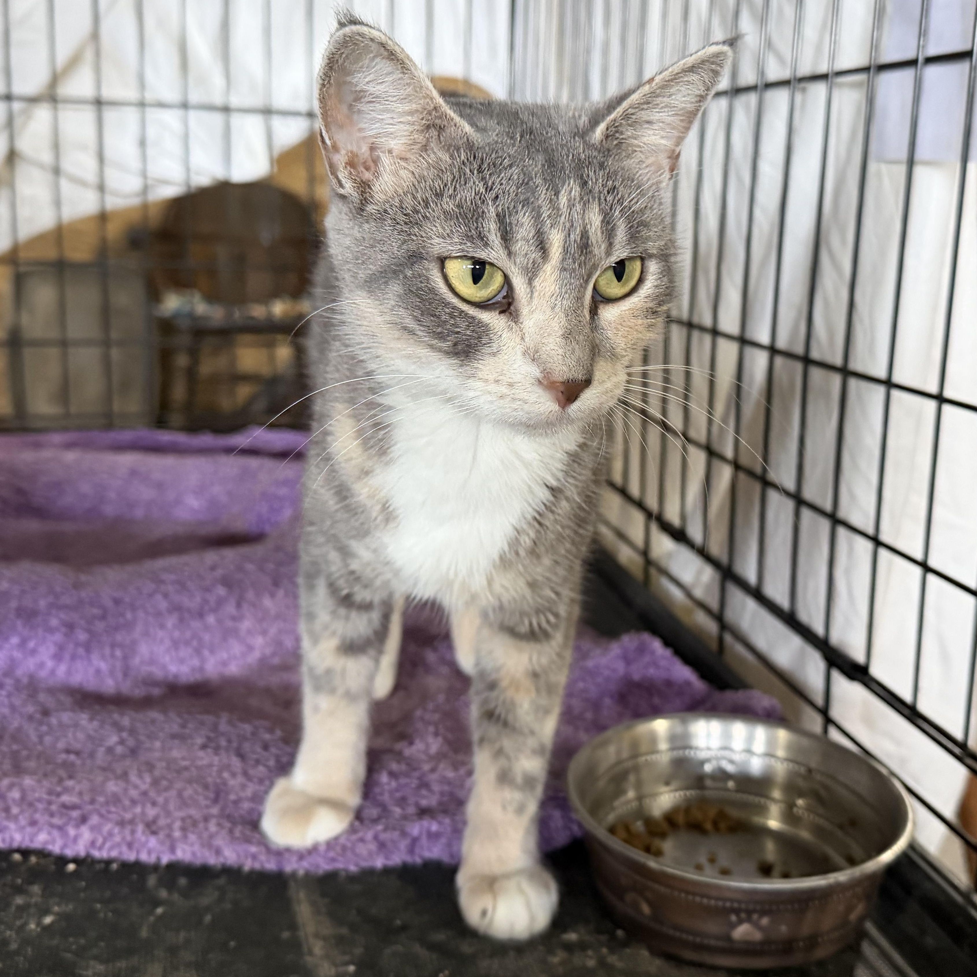 Enlarge Justice, a Adoptable Domestic Short Hair in Stockholm, WI image 3/6